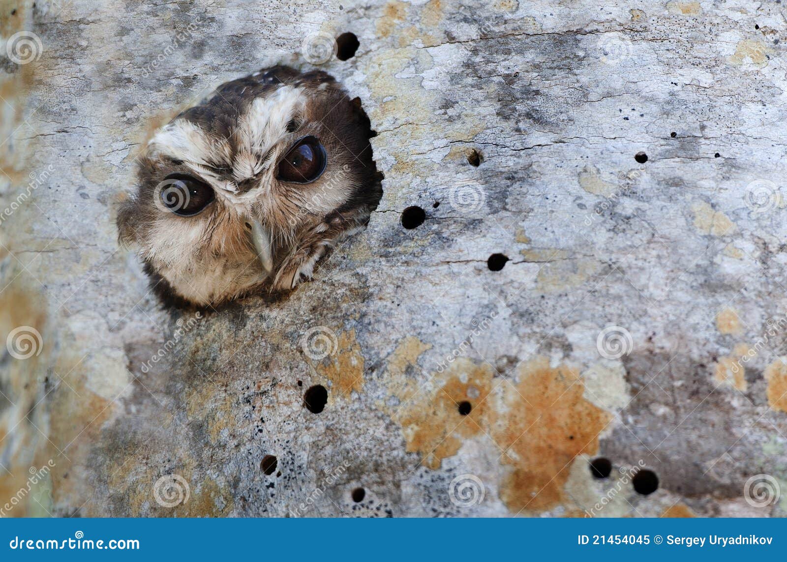 Cuban Screech-owl in Tree Hole Stock Image - Image of eastern