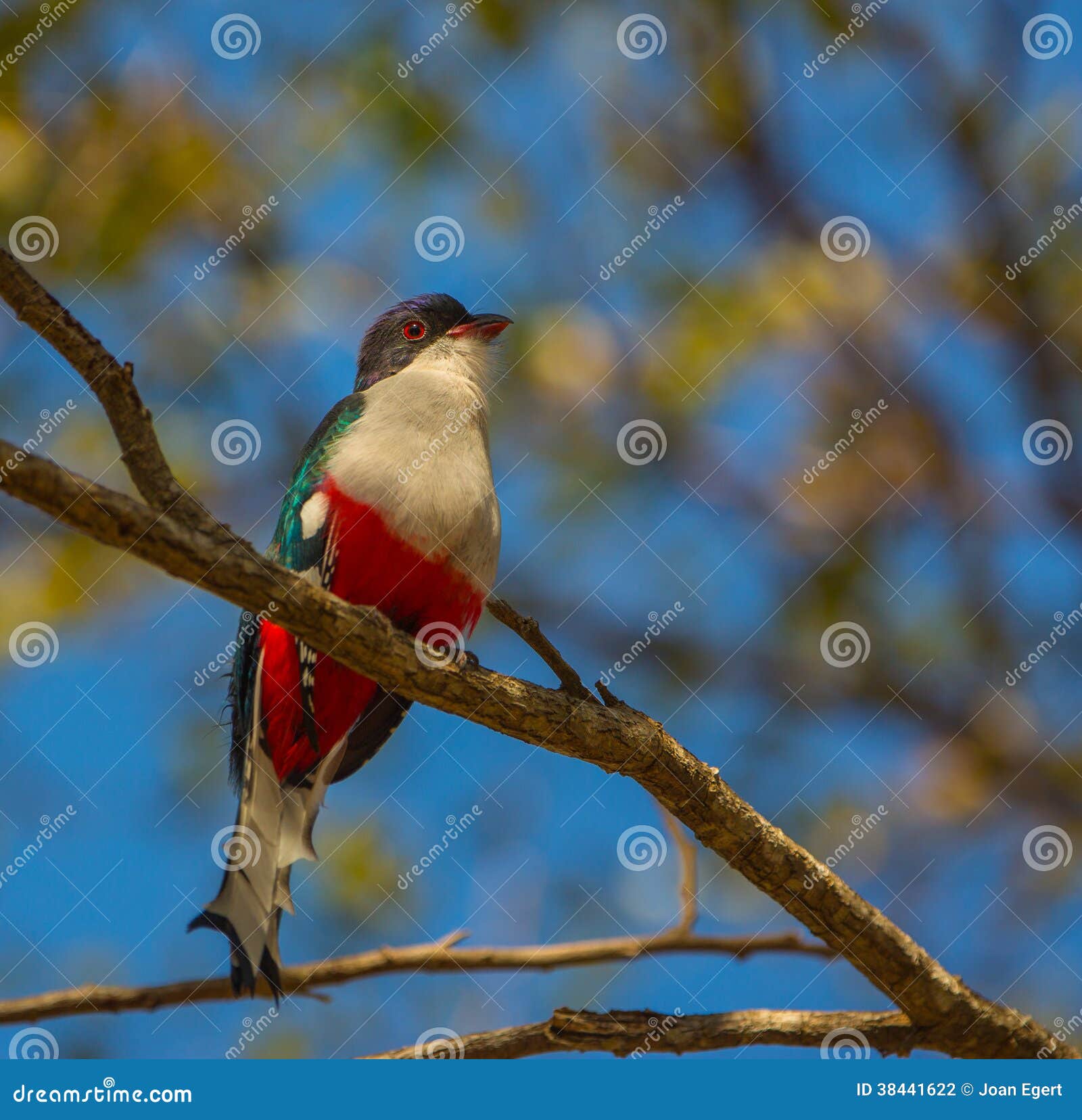 cuban trogon on a tree