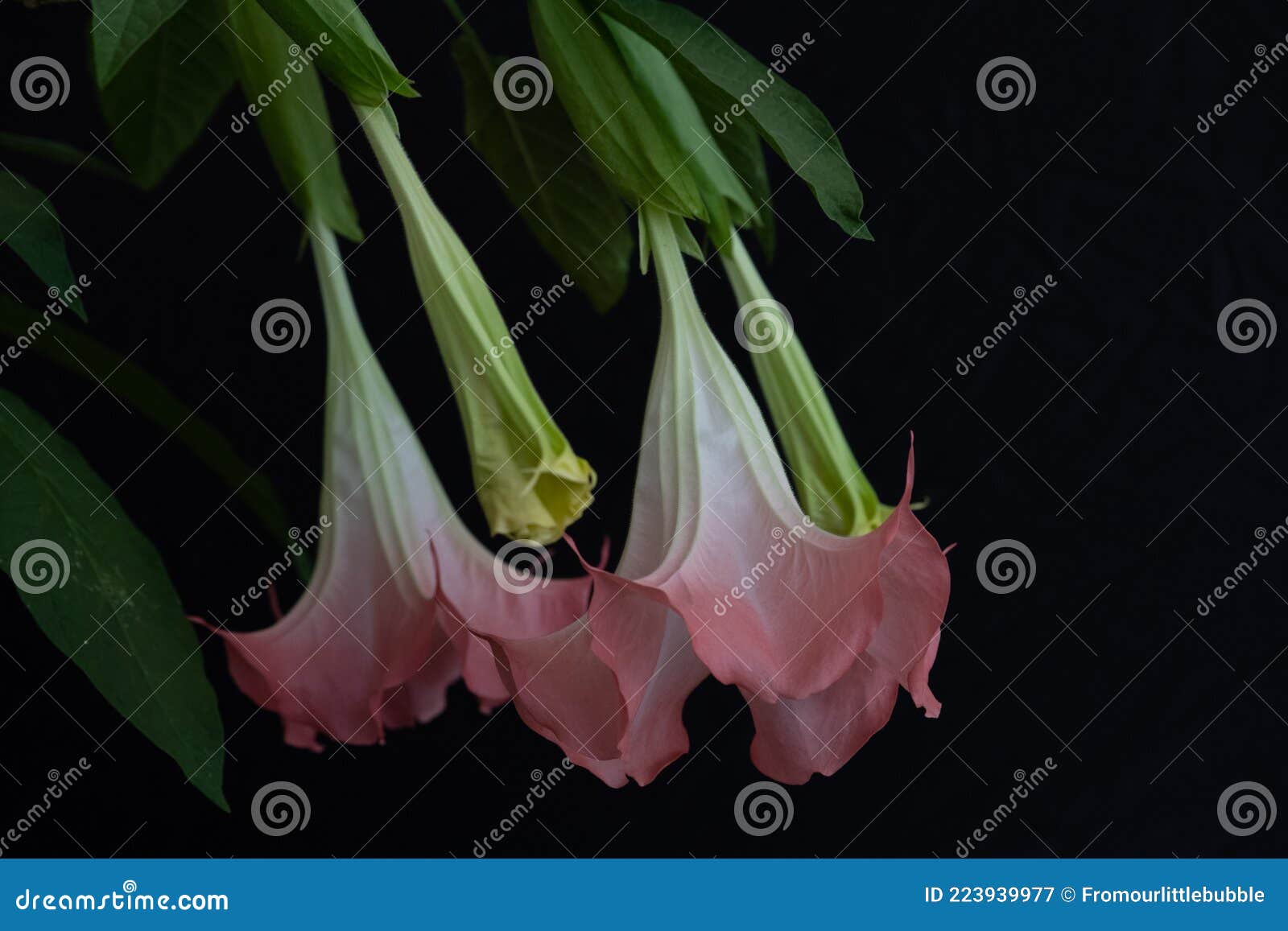cubanola domingensis in full bloom