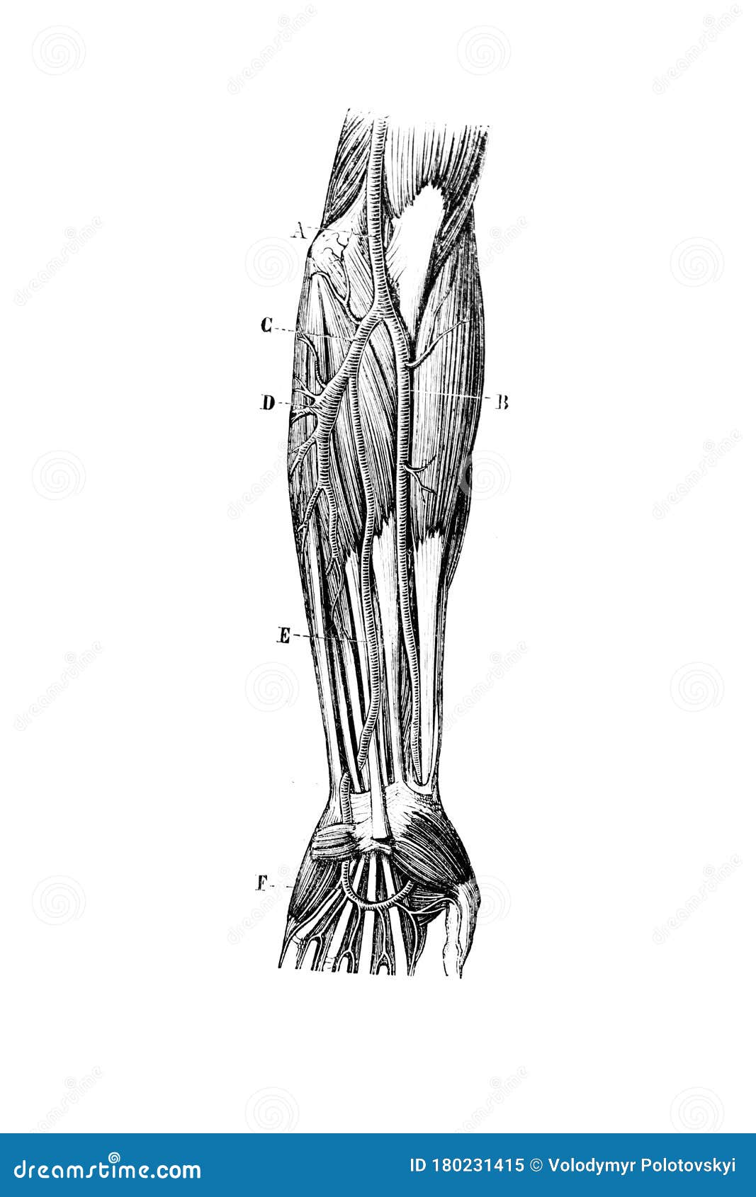 cubital artery abnormality in the old book d`anatomie chirurgicale, by b. anger, 1869, paris