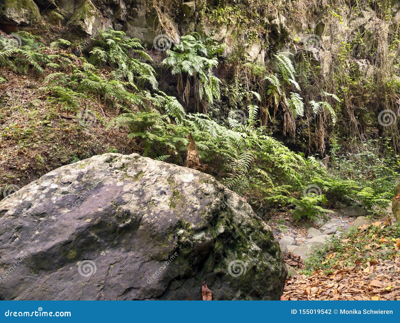 cubo de la galga landscape with lianas water jungle-like and wild