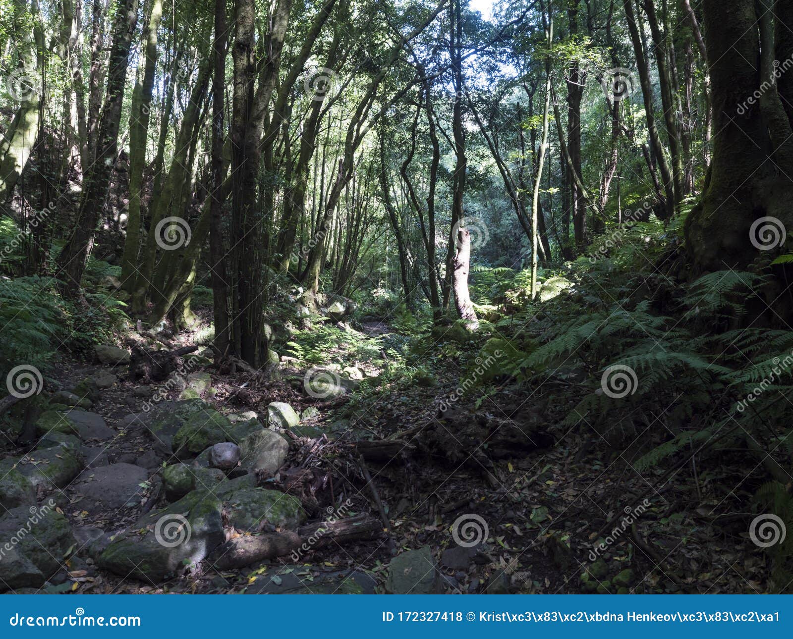 cubo de la galga nature park with path in beautiful mysterious laurel forest, laurisilva lush subtropical jungle at la