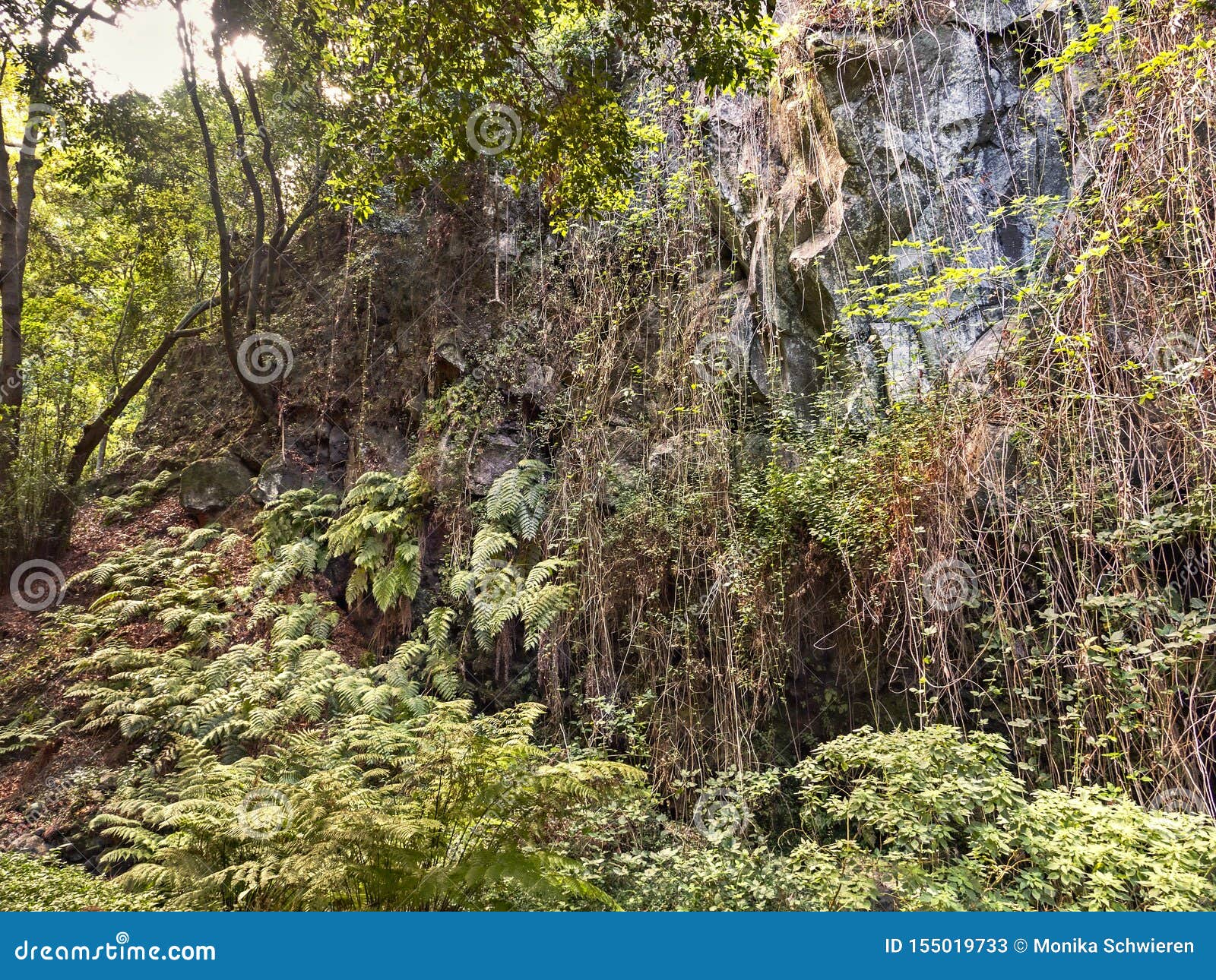 cubo de la galga in the northeast of the green canary island of la palma