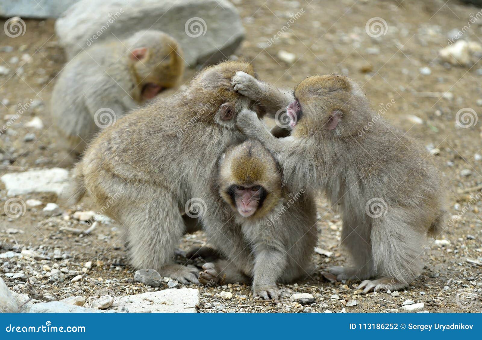 cubs of snow monkey playing. the japanese macaque, also known as the snow monke