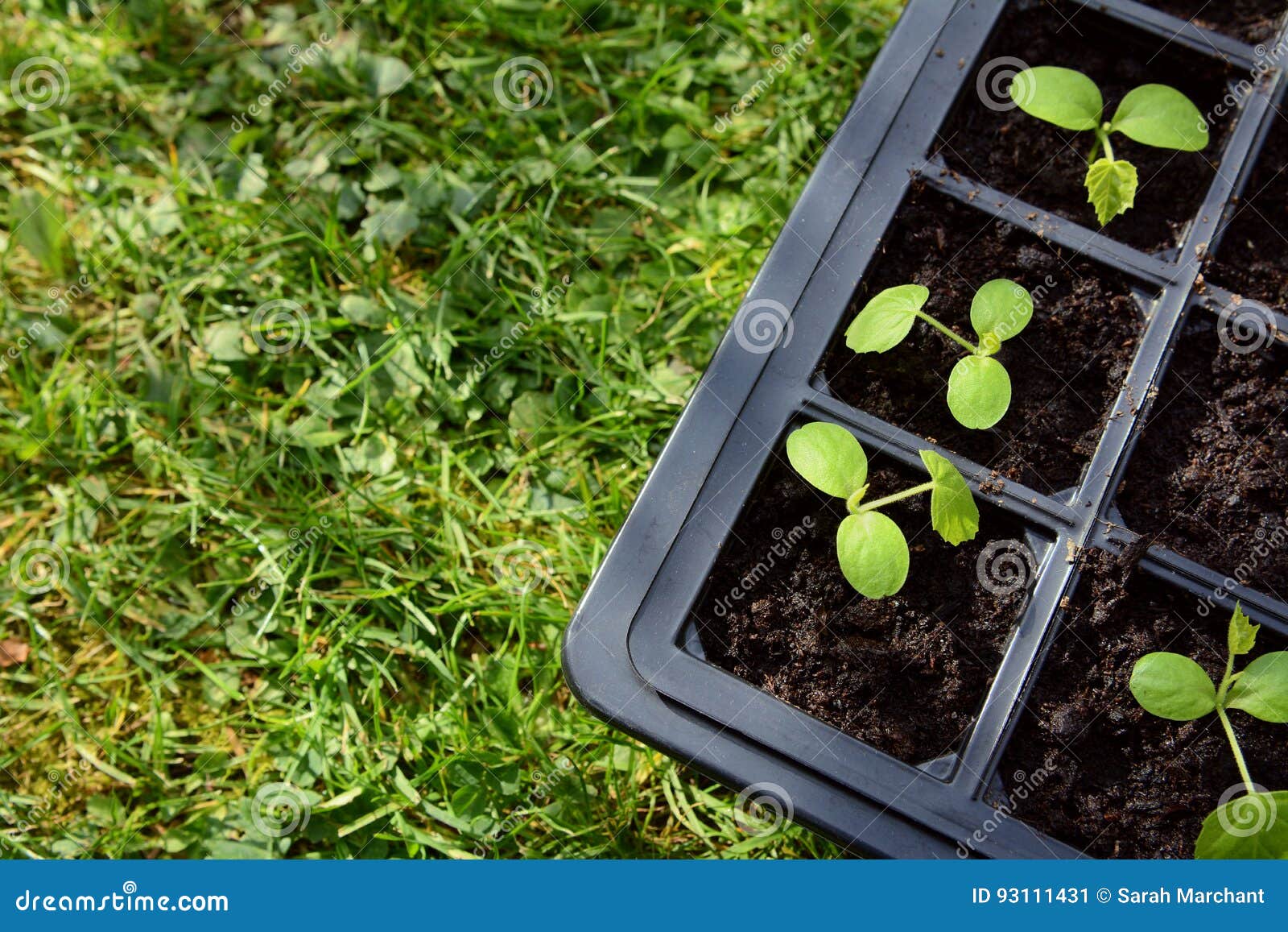 cucamelon seedlings growing in a seed tray
