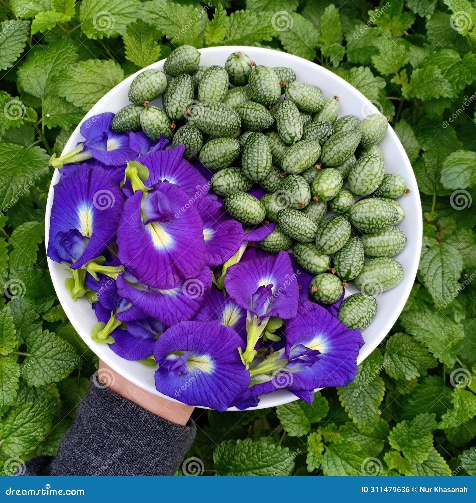 butterfly pea flower and cucamelon
