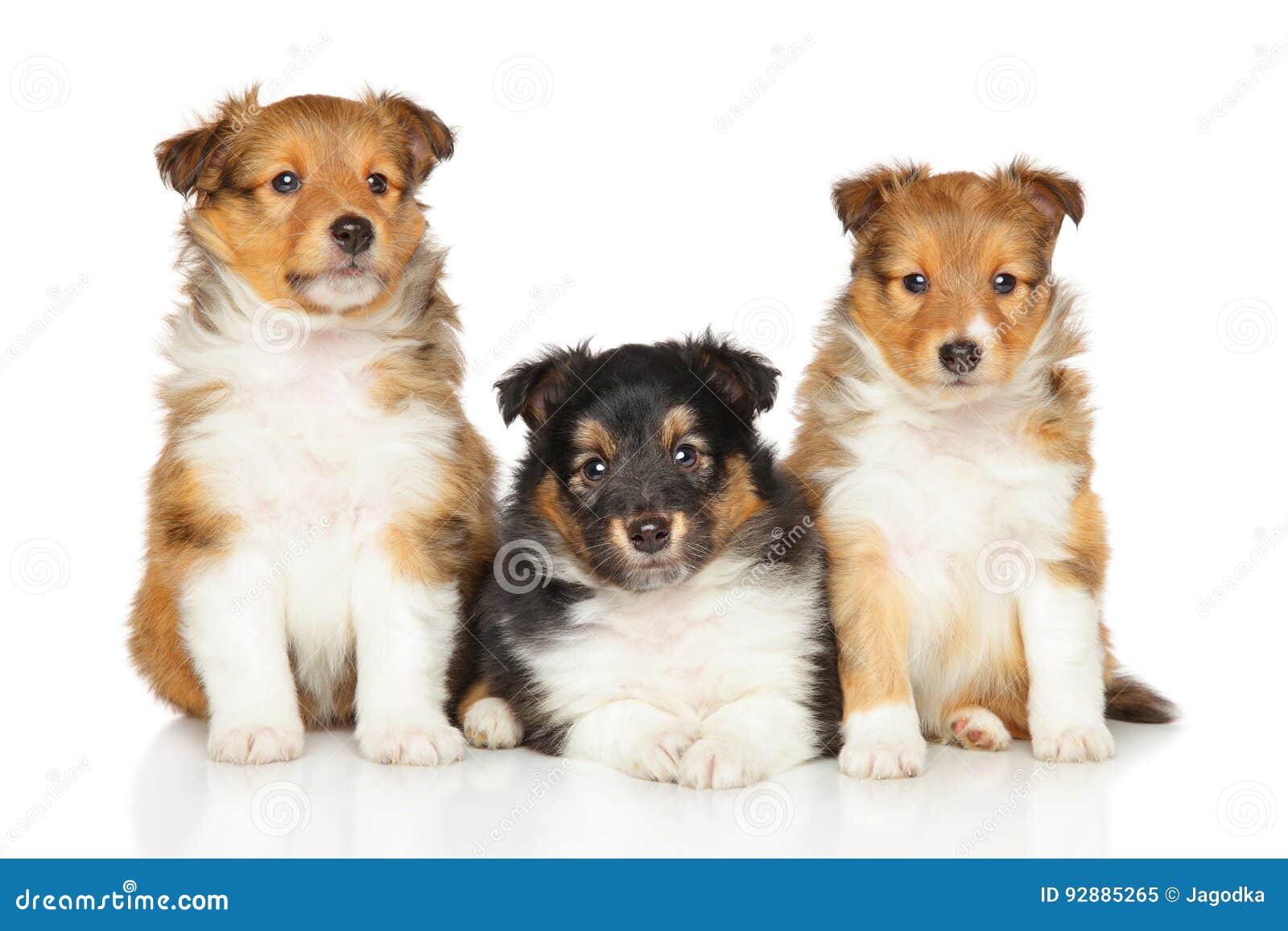 Cuccioli Del Cane Pastore Di Shetland Immagine Stock Immagine Di