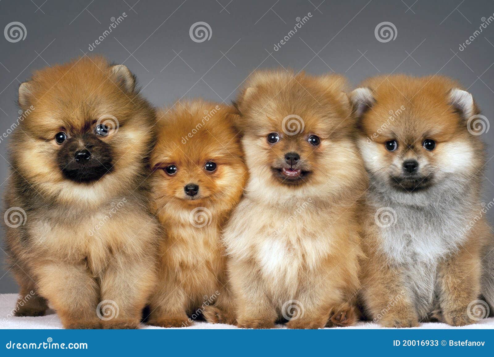 Cuccioli di Pomeranian immagine stock. Immagine di