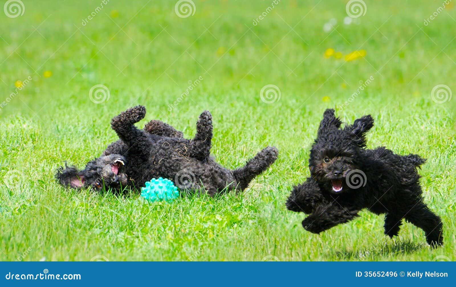 Cuccioli Felici Fotografia Stock Immagine Di Iarda