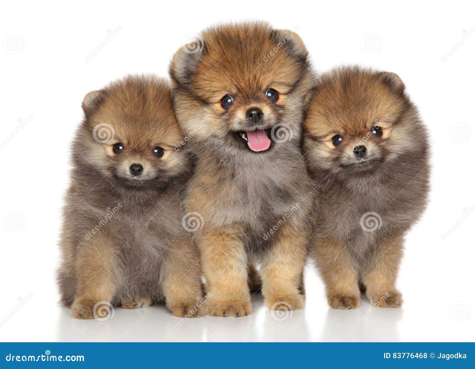 Cuccioli Felici Dello Spitz Fotografia Stock Immagine Di Linguetta Whelp