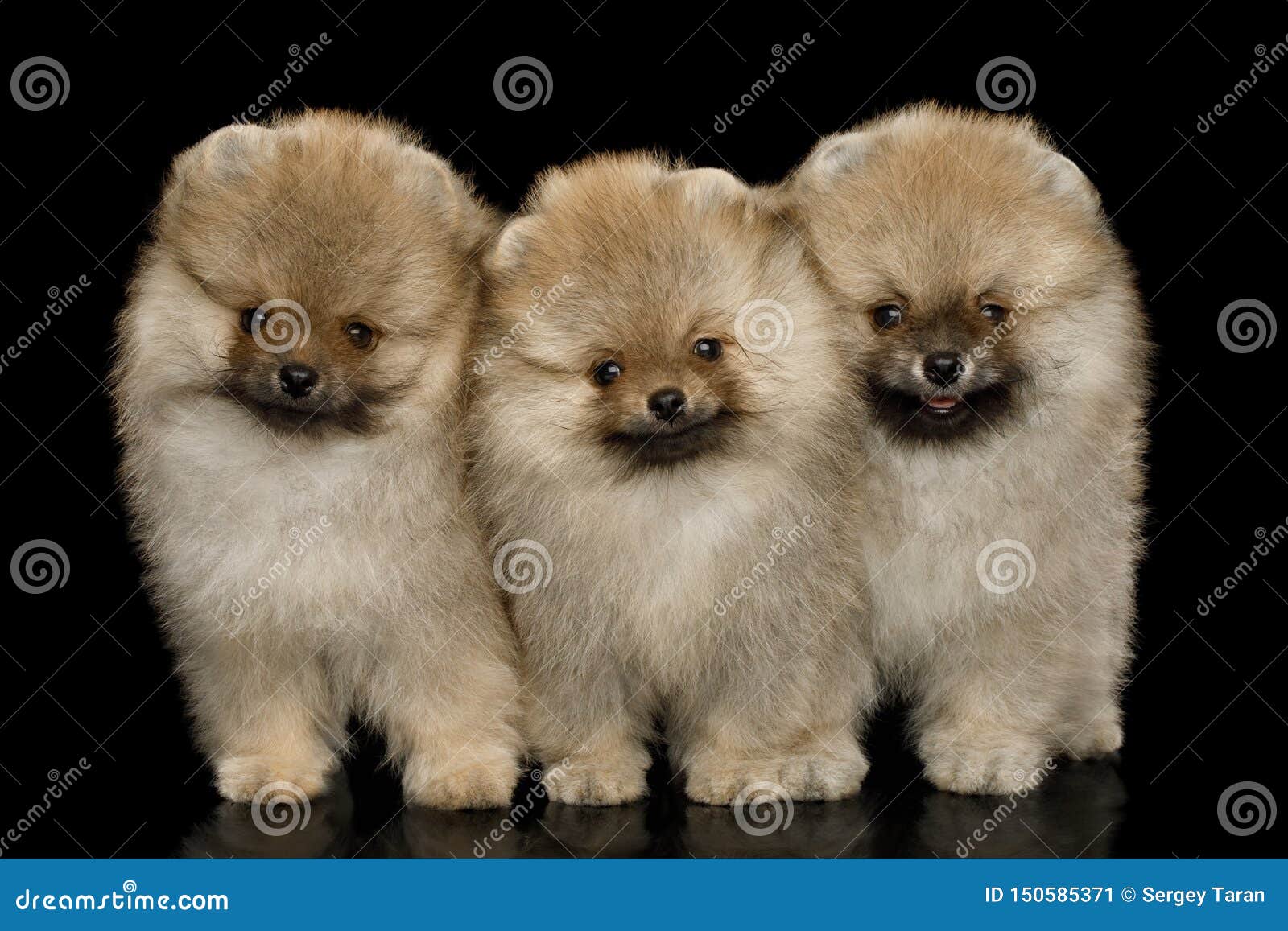 Cuccioli Miniatura Dello Spitz Di Pomeranian Su Fondo Nero