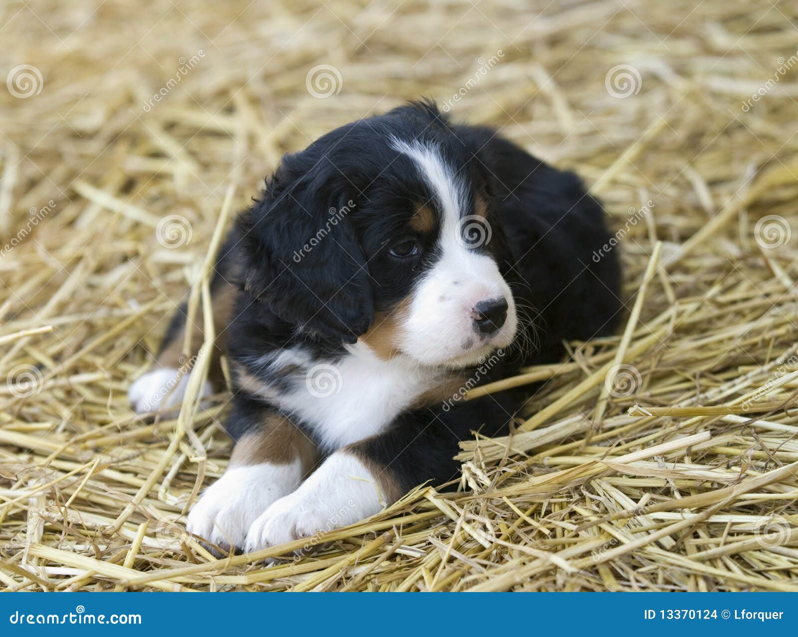 Cucciolo del cane di montagna di Bernese. Cucciolo molto sveglio del BMD che risiede nel fieno.