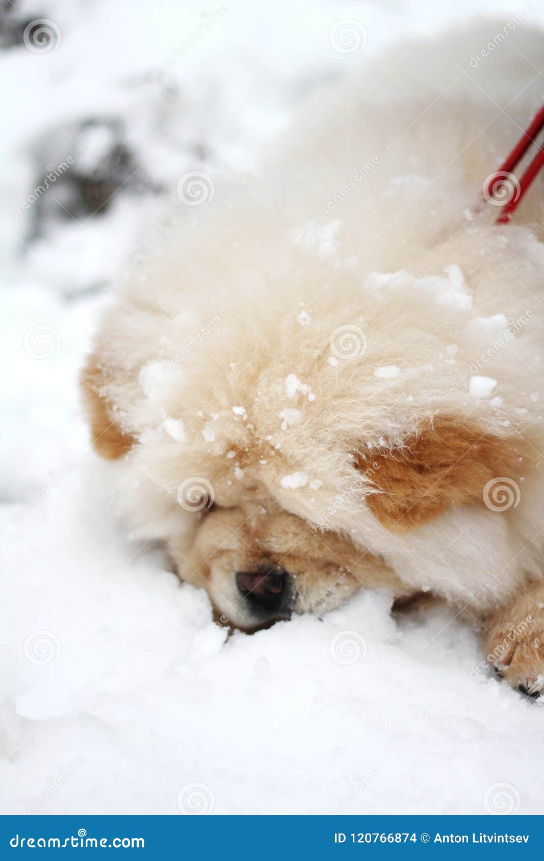 Cucciolo Del Cibo Di Cibo Di Bianco Cinese Fotografia Stock Immagine Di Bianco Colpo 120766874