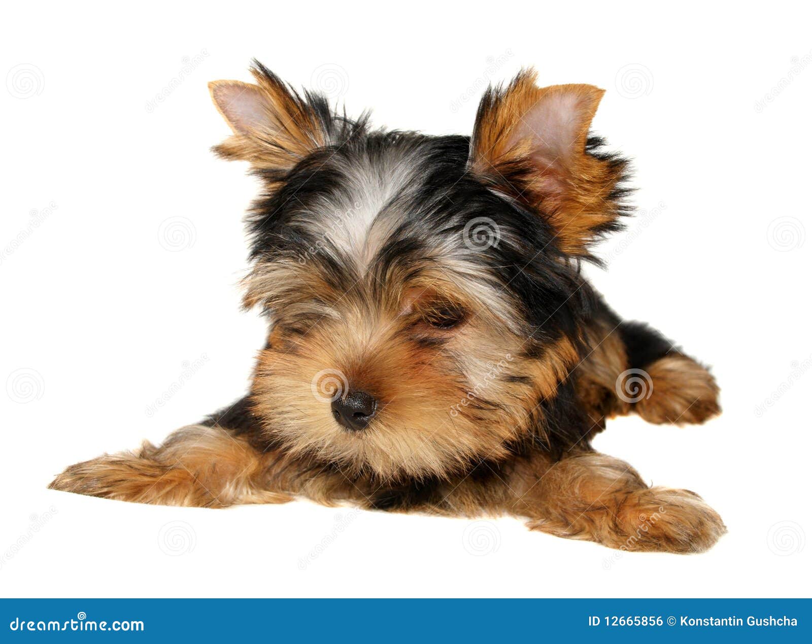 Cucciolo del Terrier di Yorkshire isolato sui precedenti bianchi. Femmina.