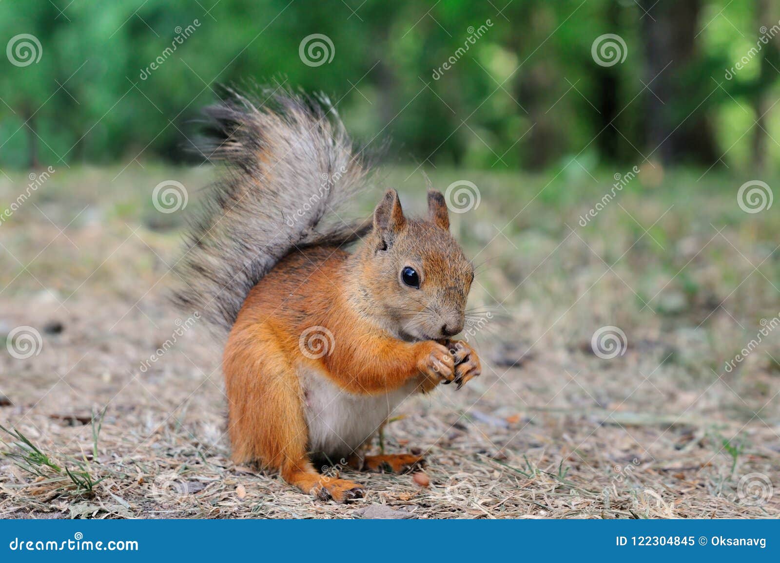 Cucciolo Dello Scoiattolo Immagine Stock Immagine Di Orizzontale