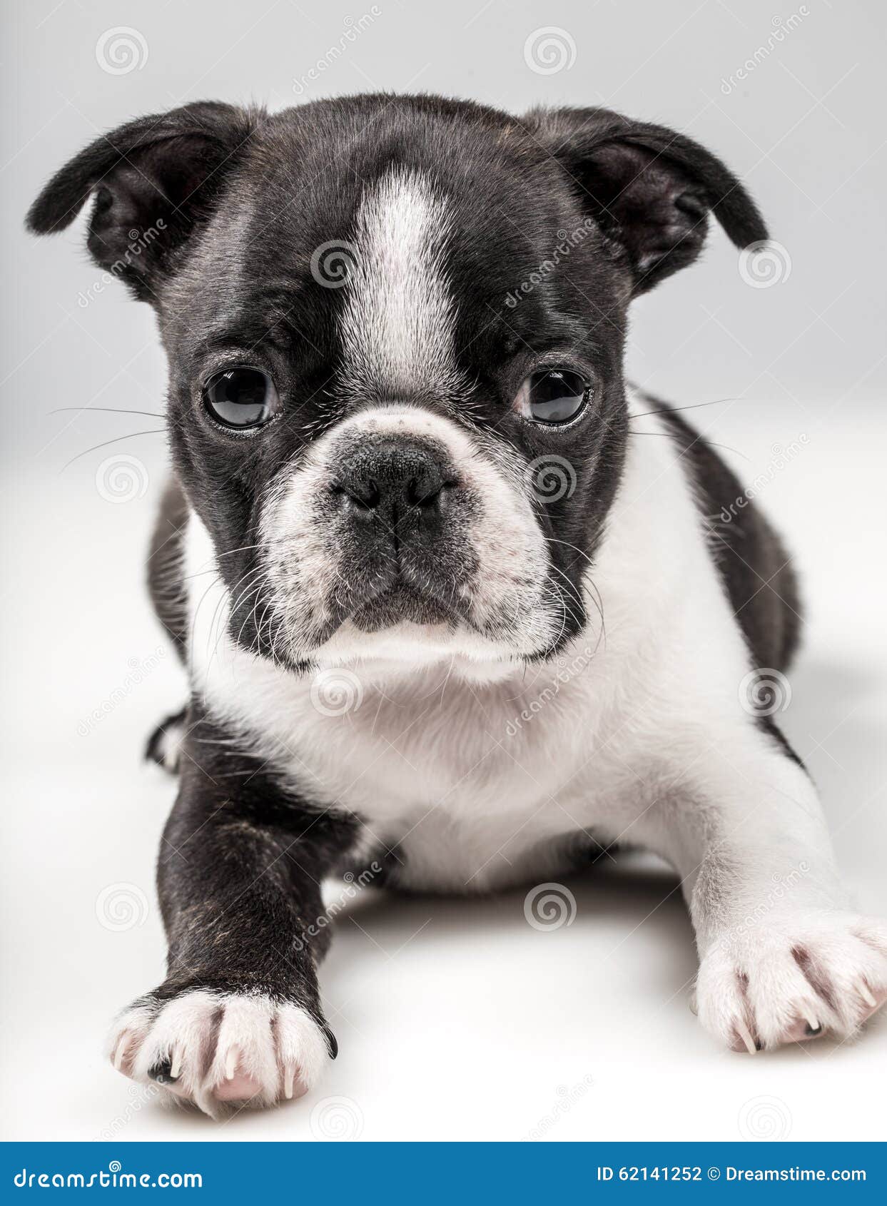 Cucciolo di Boston Terrier fotografia stock. Immagine di taglio 62141252