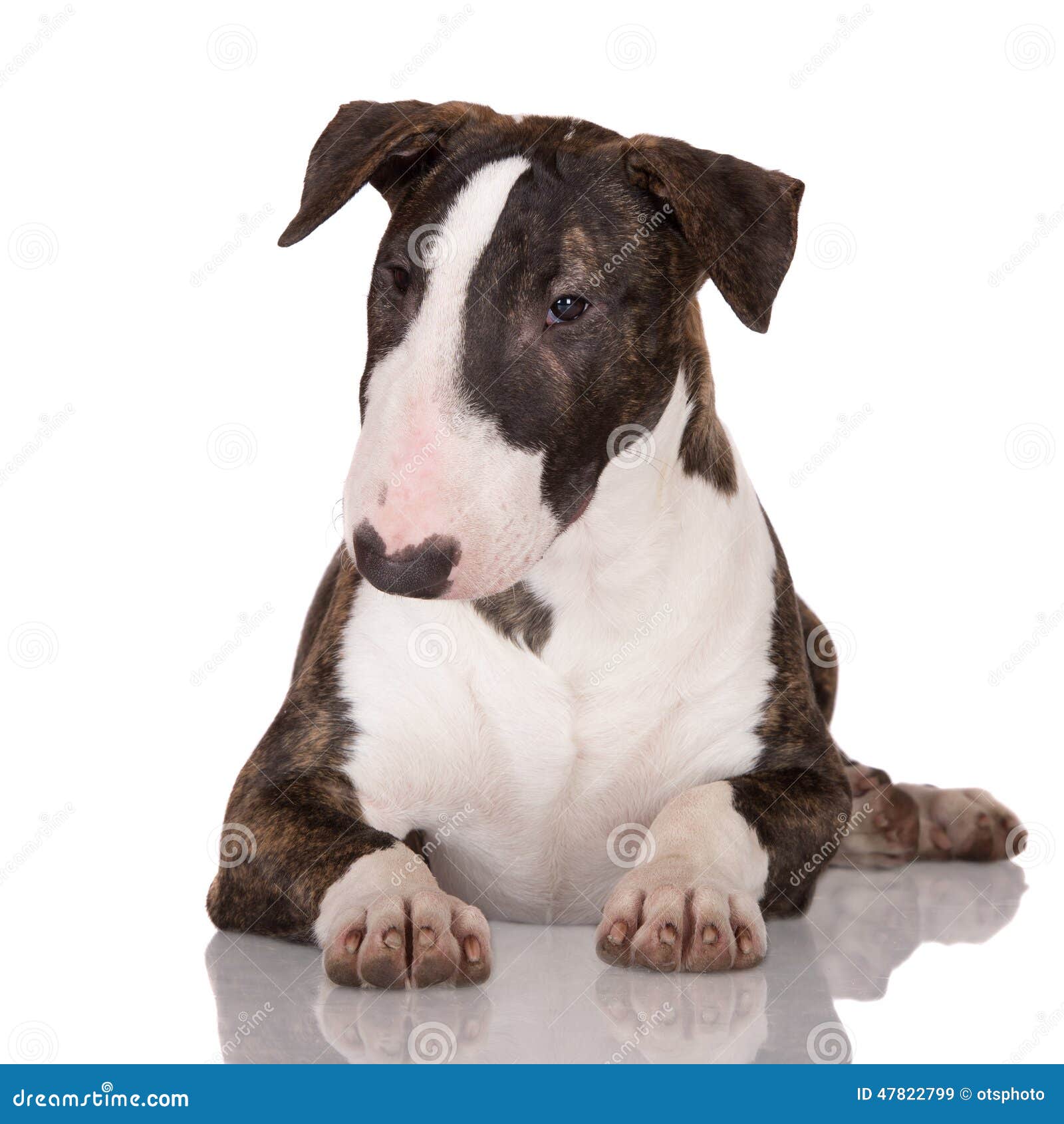 Cucciolo Di Bull Terrier Di Inglese Immagine Stock Immagine di