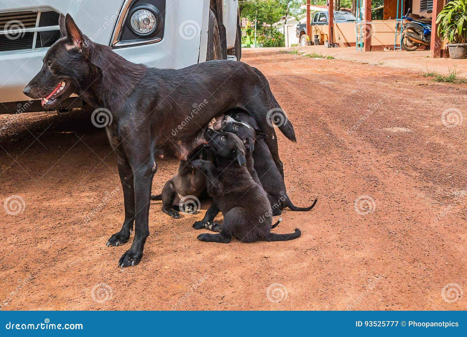 Cucciolo Di Cane Che Mangia Latte Materno Immagine Stock Immagine