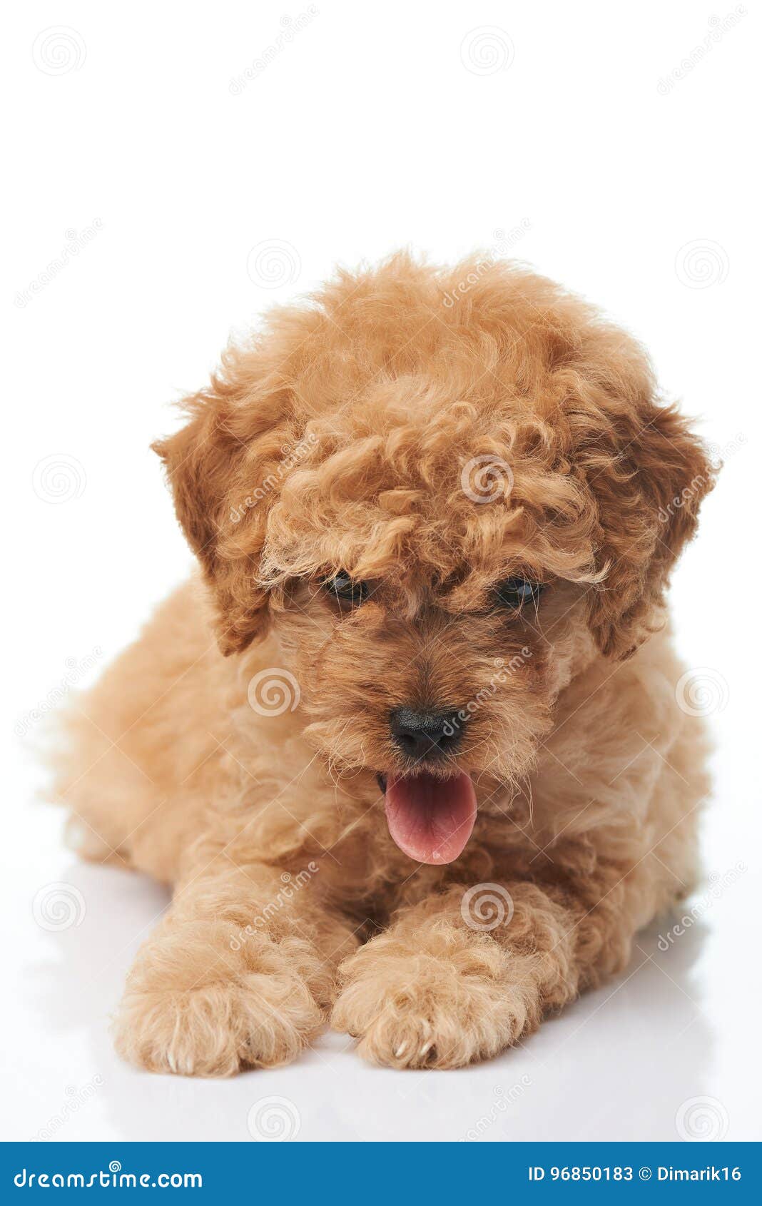 Cucciolo Di Cane Del Barboncino Con La Lingua Fuori Immagine Stock Immagine Di Puppy Animale