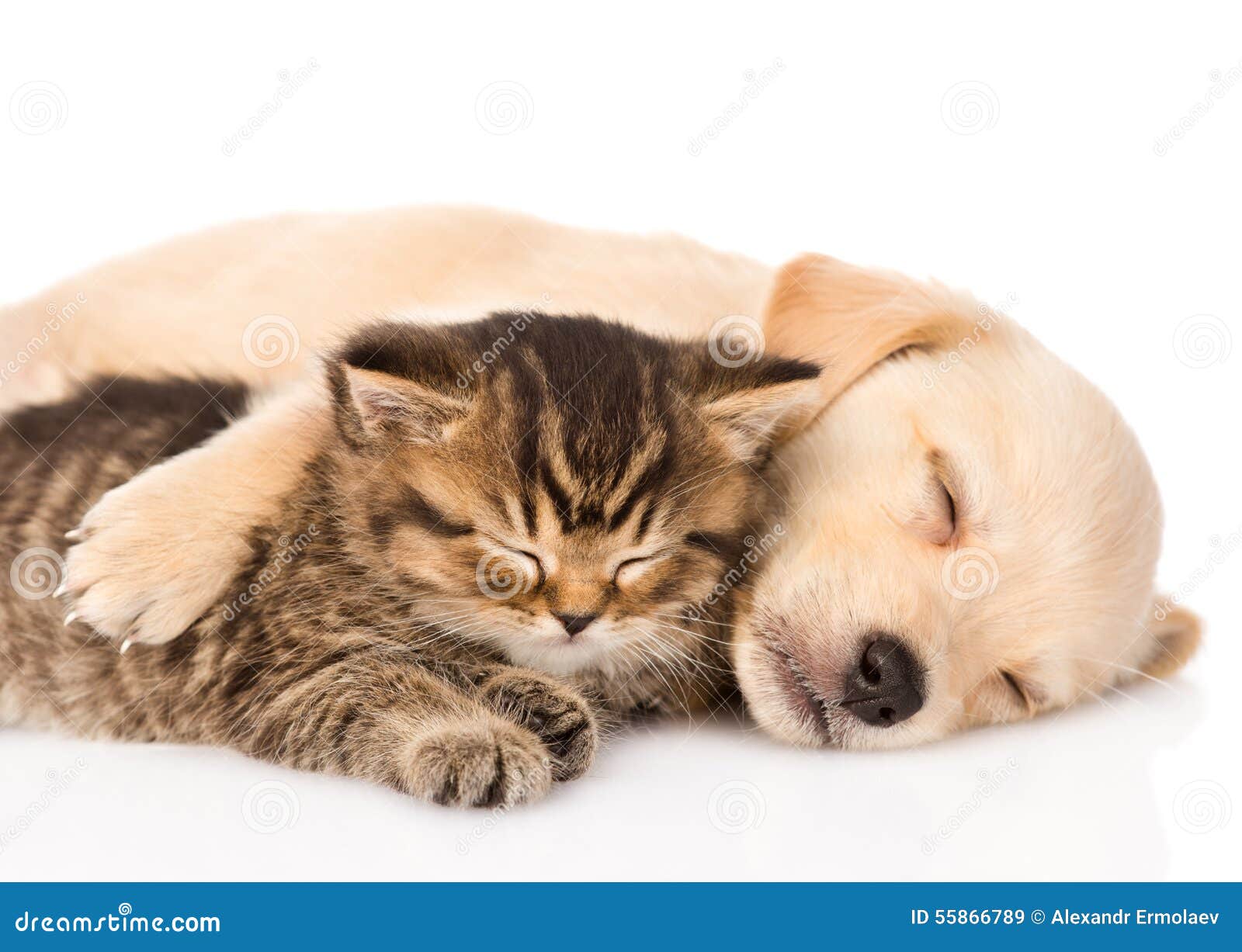 Cucciolo Di Cane Di Golden Retriever E Gatto Britannico Che Dormono Insieme Isolato Immagine Stock Immagine Di Amore Purebred