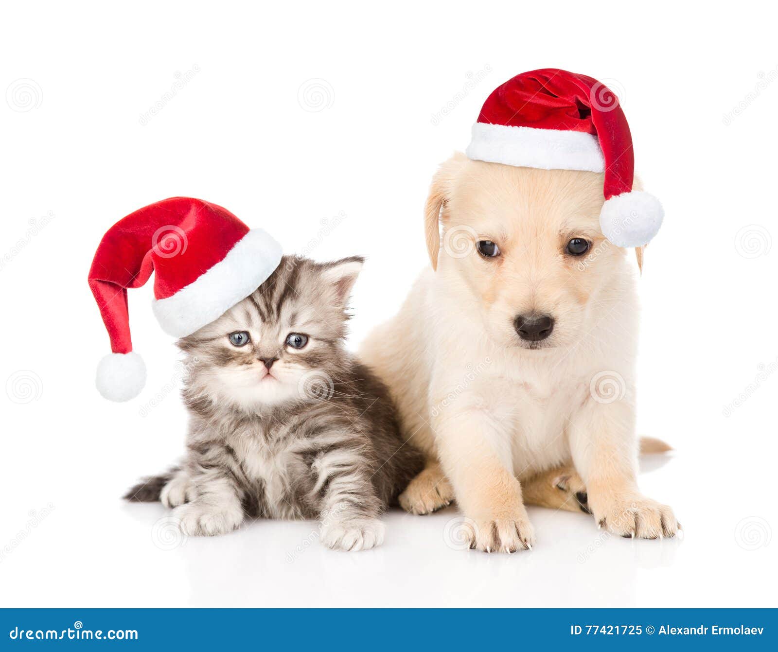 Cucciolo Di Cane Di Golden Retriever E Gatto Di Soriano Con I Cappelli Rossi Di Natale Che Si Siedono Insieme Isolato Su Priorita Immagine Stock Immagine Di Labrador Kitten