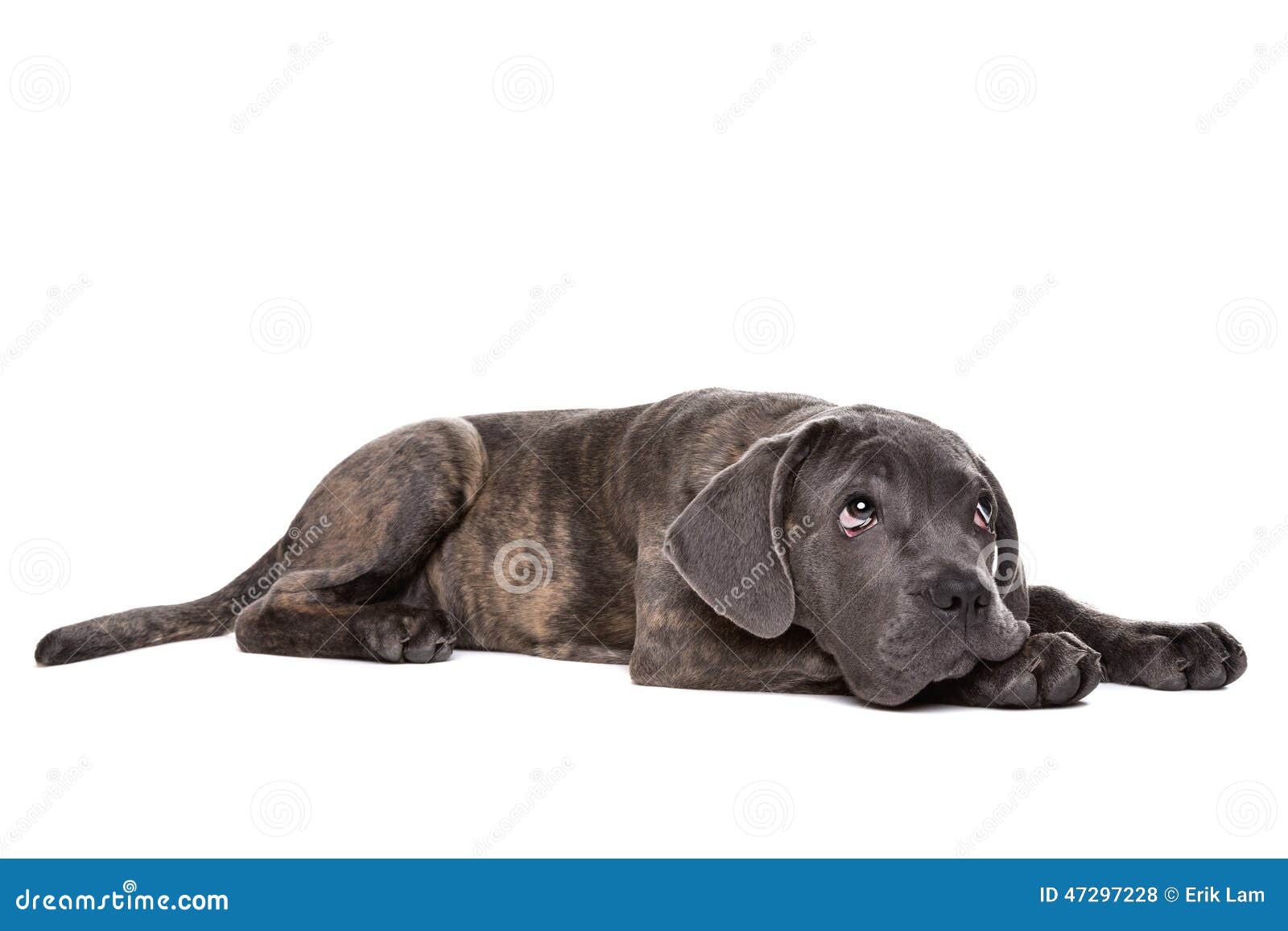 Cucciolo Di Cane Grigio Di Corso