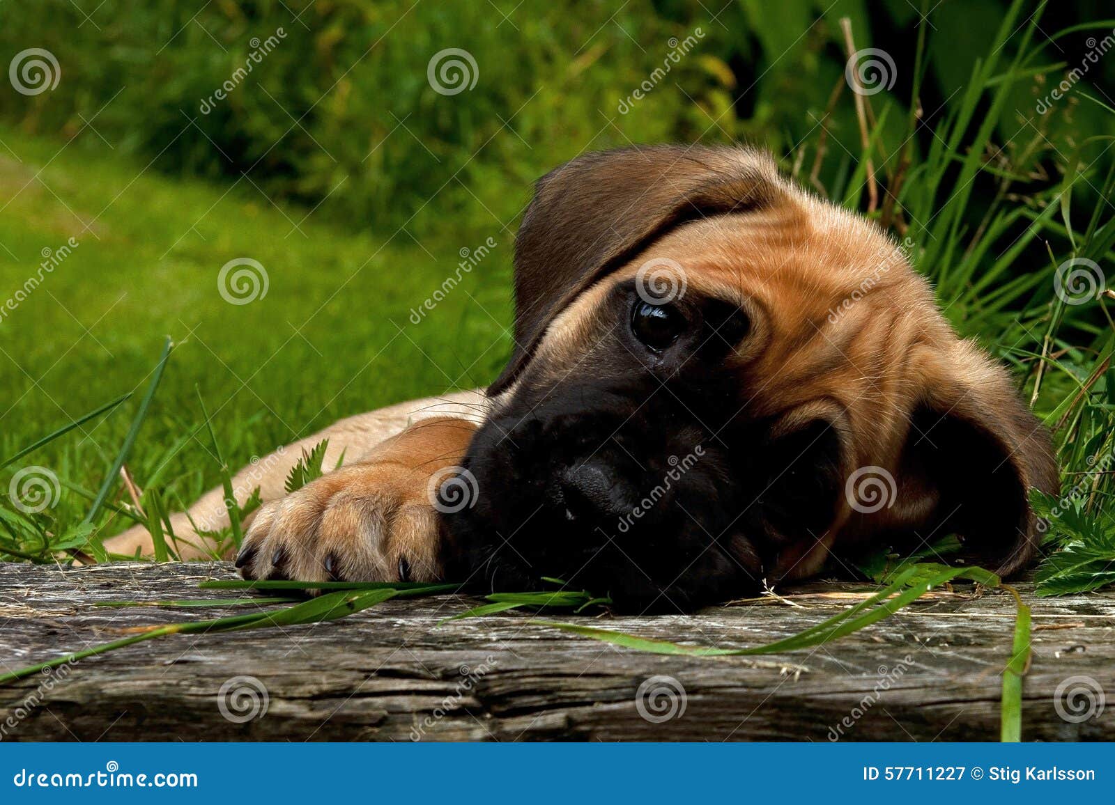 Cucciolo Di Corso Di Fawn Cane, 8 Settimane Immagine Stock Immagine