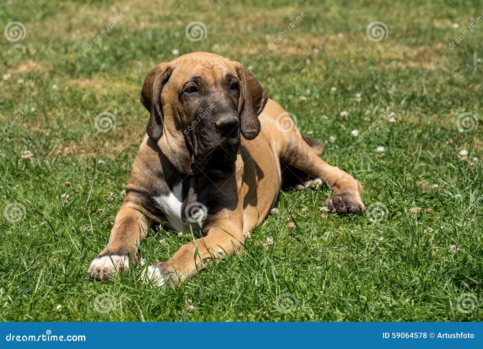 Cucciolo Di Fila Brasileiro (mastino Brasiliano) Fotografia Stock -  Immagine di nave, razza: 59064578