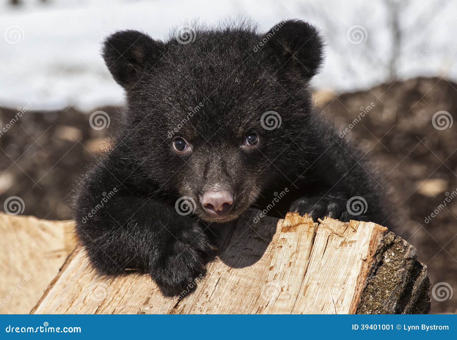 Cucciolo di orso nero immagine stock. Immagine di nave - 39401001