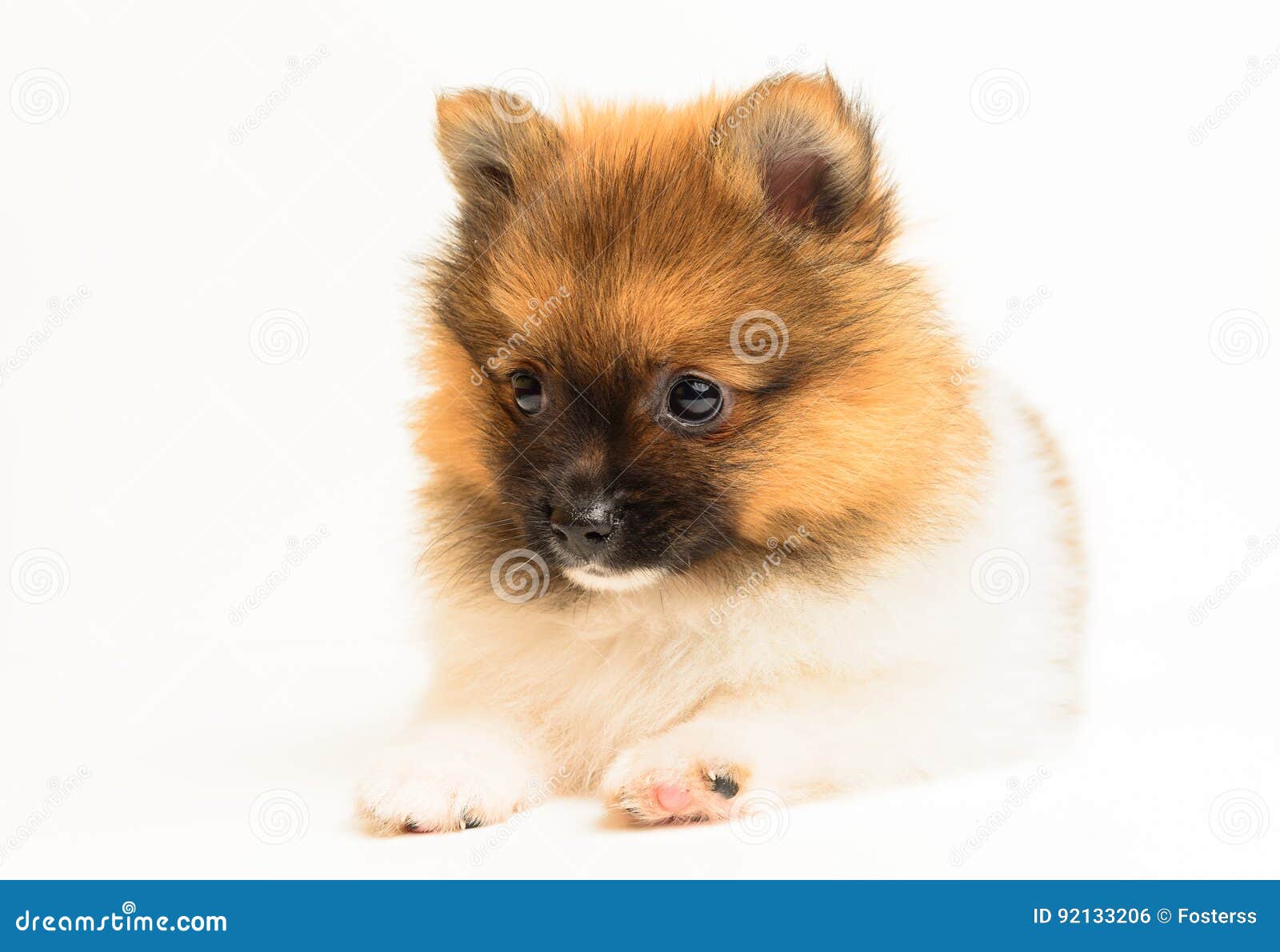 Cucciolo di Pomeranian fotografia stock. Immagine di