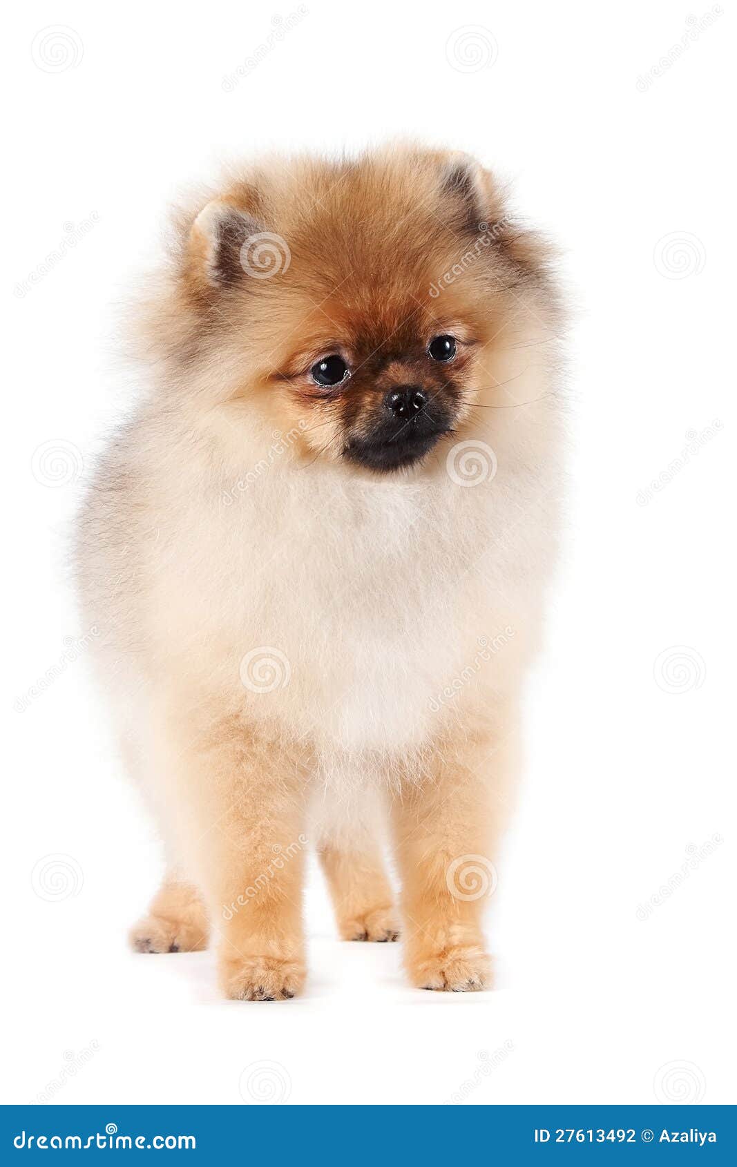 Cucciolo di un spitz-cane su un fondo bianco