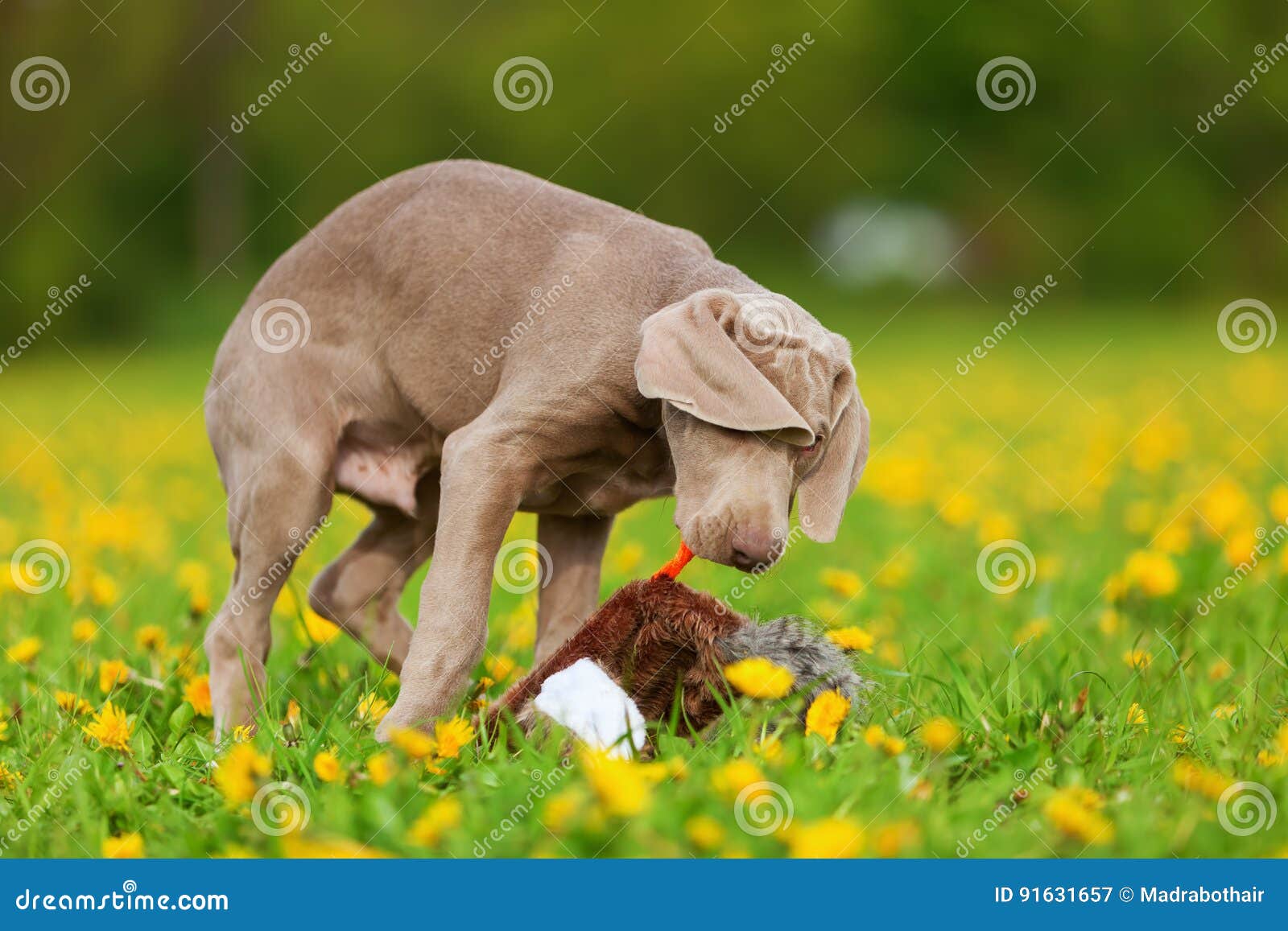 peluche weimaraner