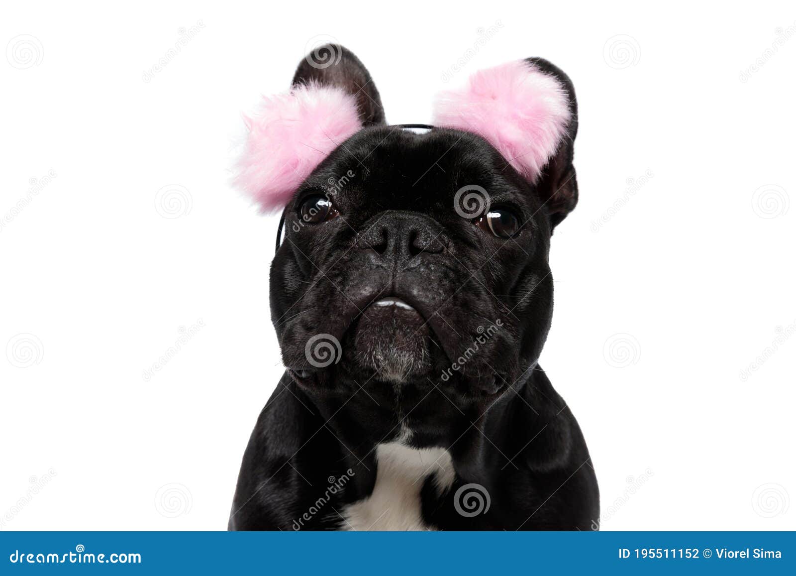 Cucciolo Francese Di Bulldog Con Cuffie Rosa Di Peluche Fotografia Stock -  Immagine di paraorecchie, bianco: 195511152