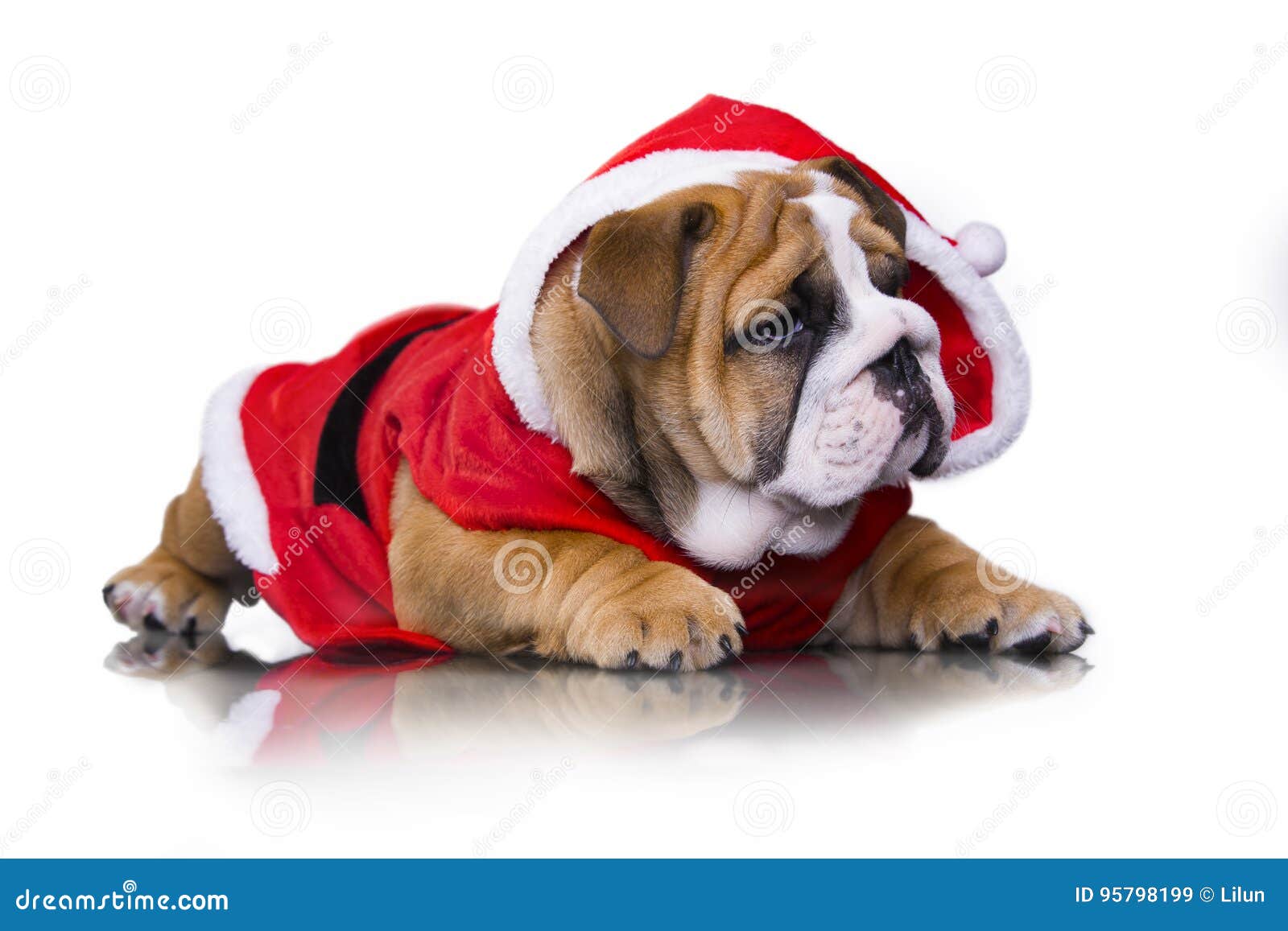 Babbo Natale English.Cucciolo Inglese Del Bulldog In Costume Del Babbo Natale Immagine Stock Immagine Di Garland Terrier 95798199