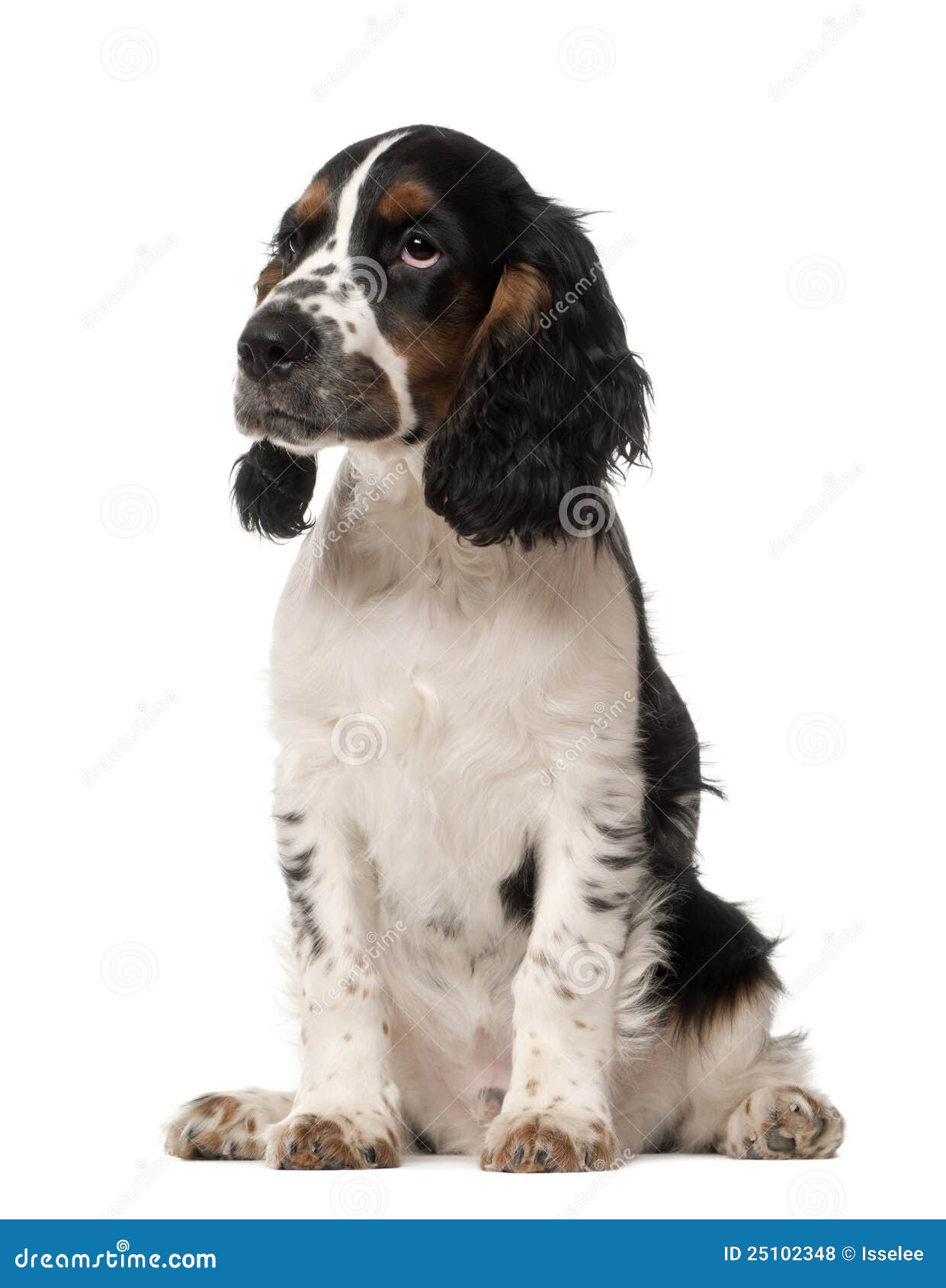 Cucciolo Inglese Dello Spaniel Di Cocker, 4 Mesi ...