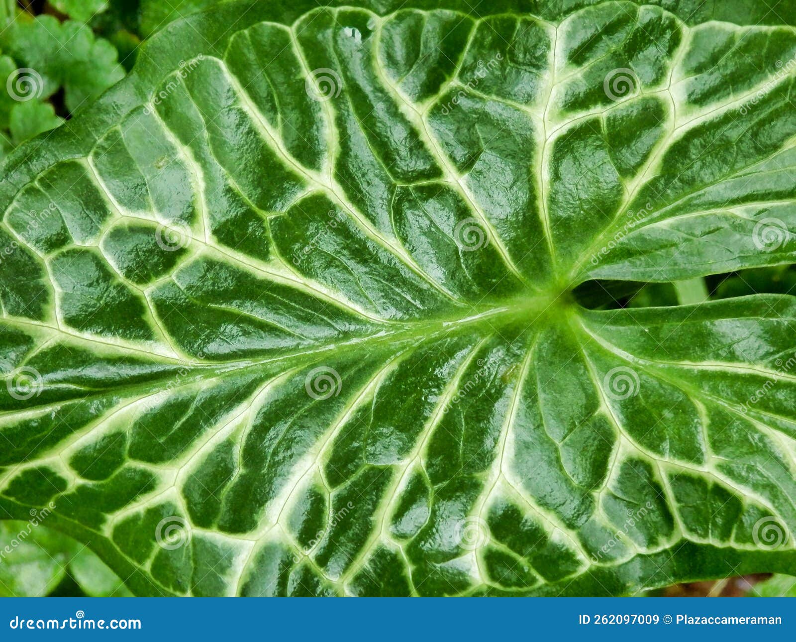 Cuckoo Pint Plant stock image. Image of glossy, macro 262097009