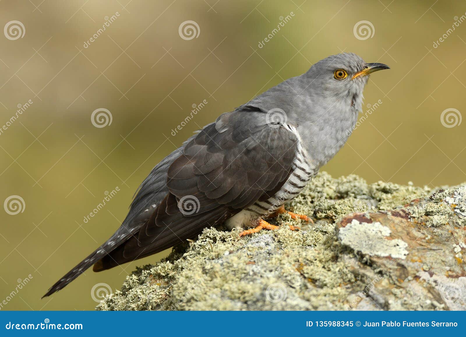 cuckoo rests on the rocks