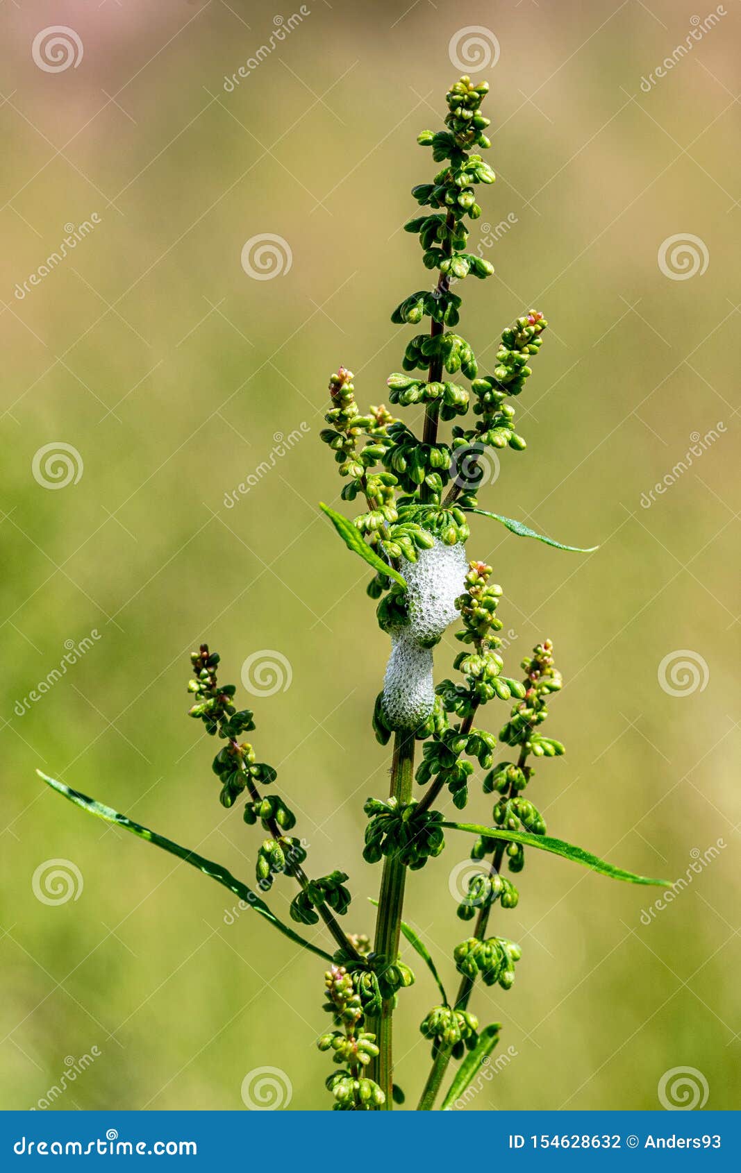 cuckoo spit, frothy protective nest of the frog hopper bug