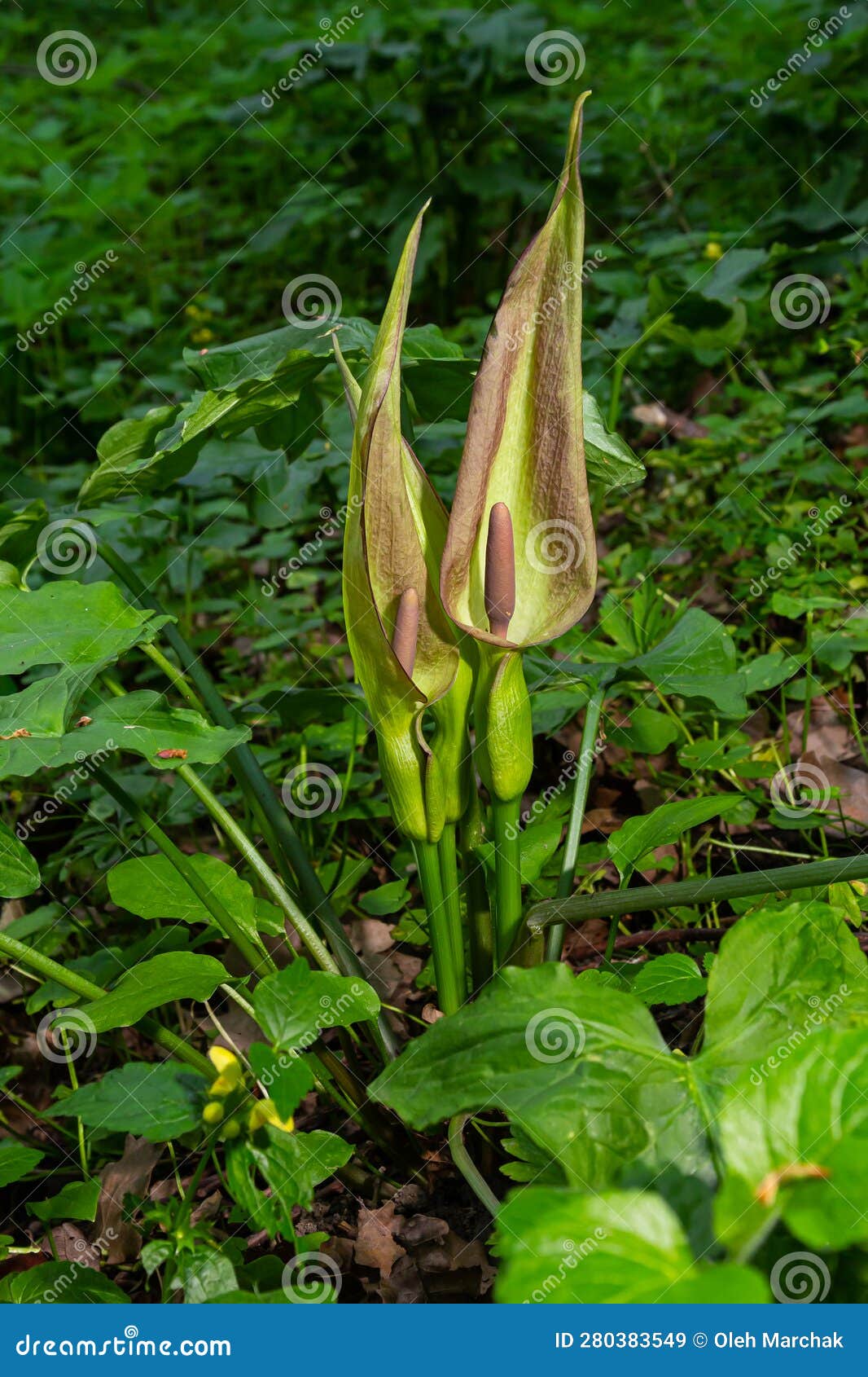 cuckoopint or arum maculatum arrow d leaf, woodland poisonous plant in family araceae. arrow d leaves. other names are