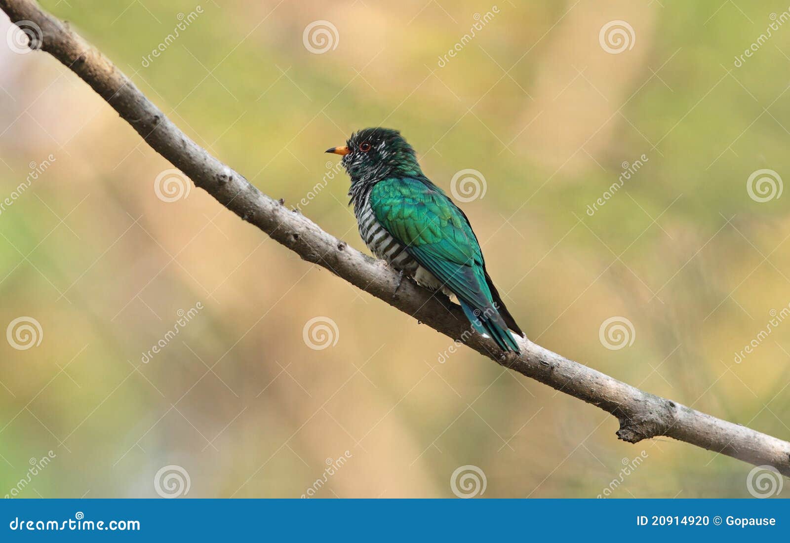 Cuco esmeralda asiático (mele). El cuco esmeralda asiático es ave migratoria en la naturaleza de Tailandia