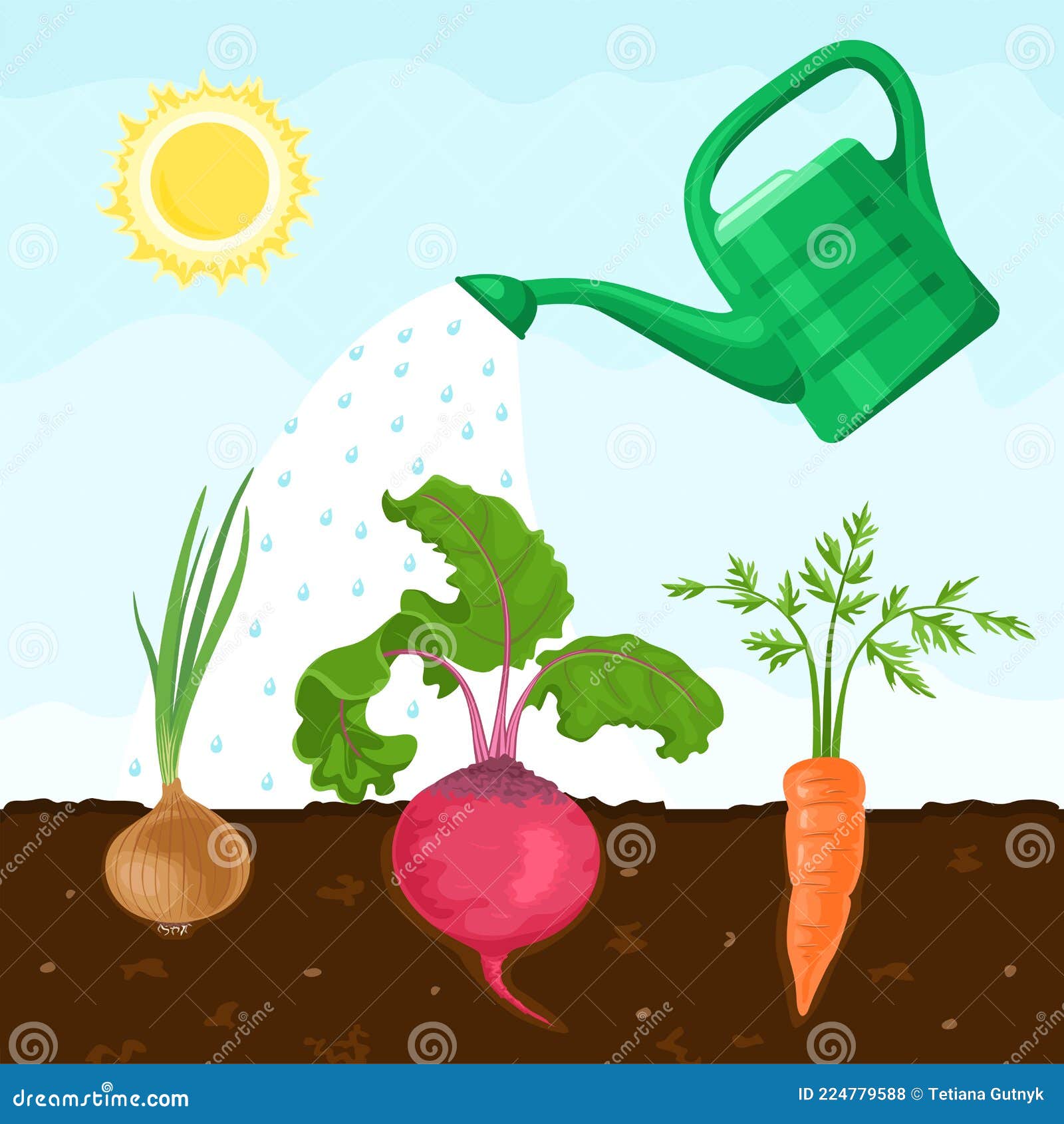 fresh vegetables roots grow in the soil. watering can irrigate the garden.