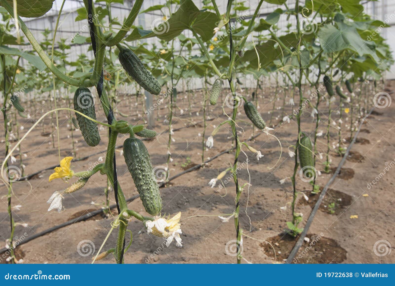 Cucumber crop stock photo. Image of natural, field, vitamin 19722638