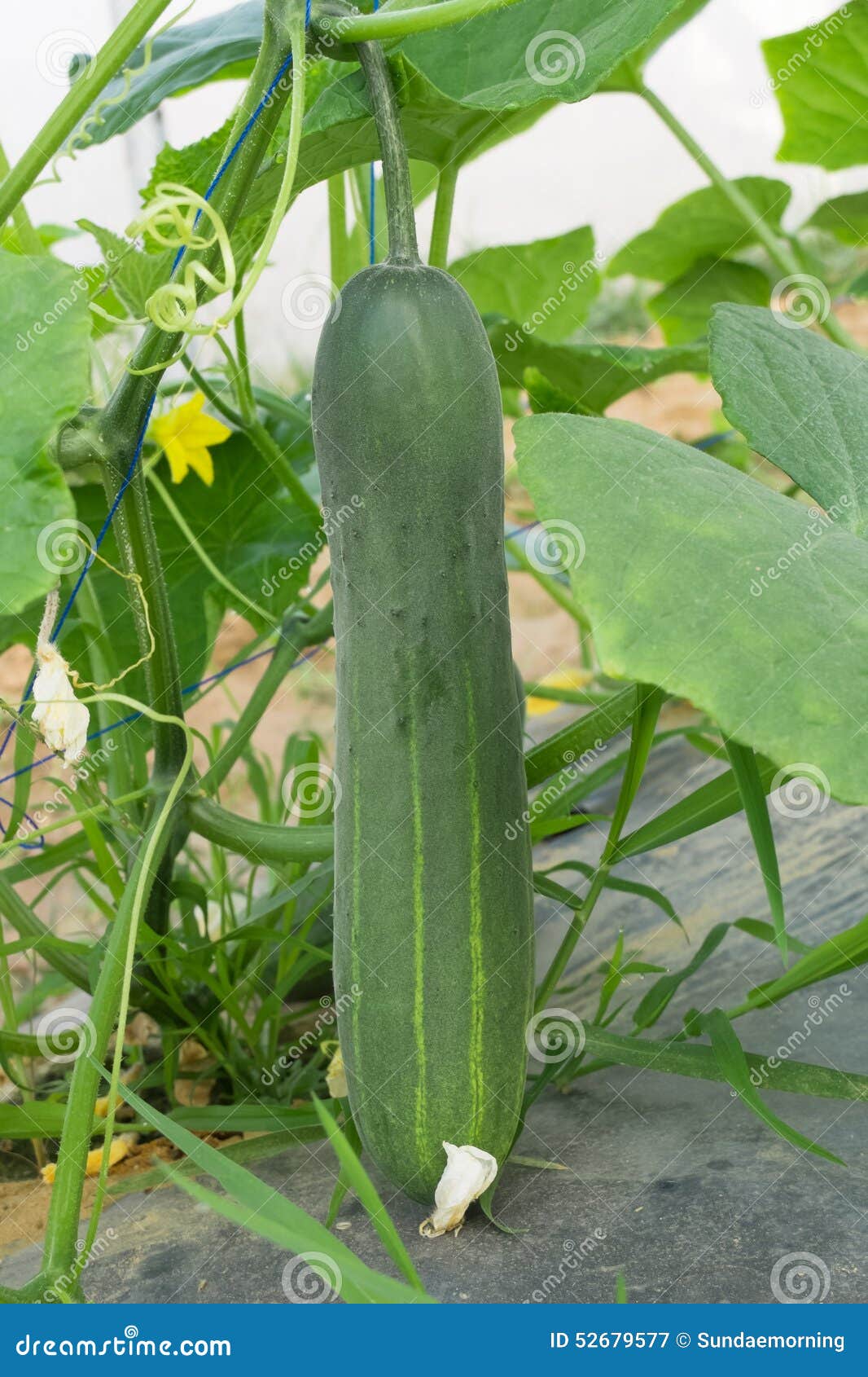 Cucumber crop stock image. Image of crop, vegetable, agriculture 52679577