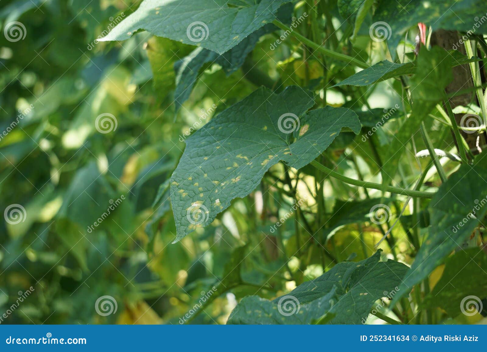 cucumber cucumis sativus, timun, mentimun, ketimun leaves on the tree. cucumbers grown to eat fresh are called slicing cucumbers