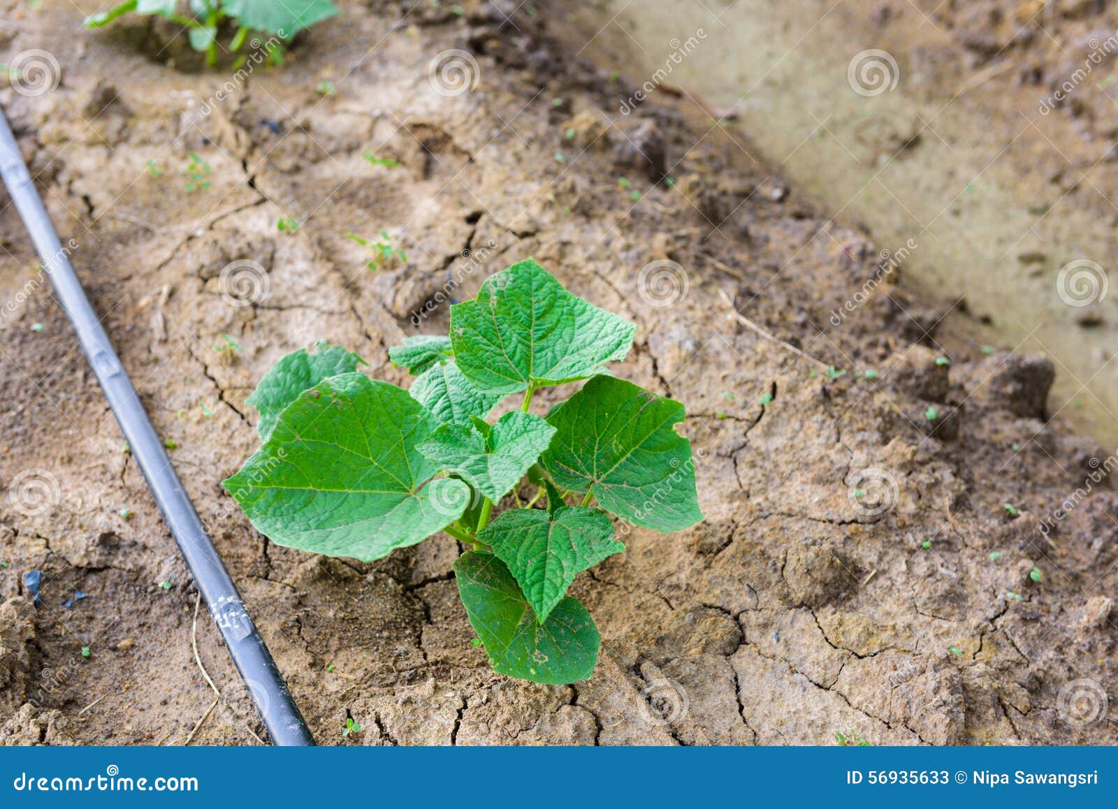 Cucumber Field Growing with Drip Irrigation System. Stock Image Image