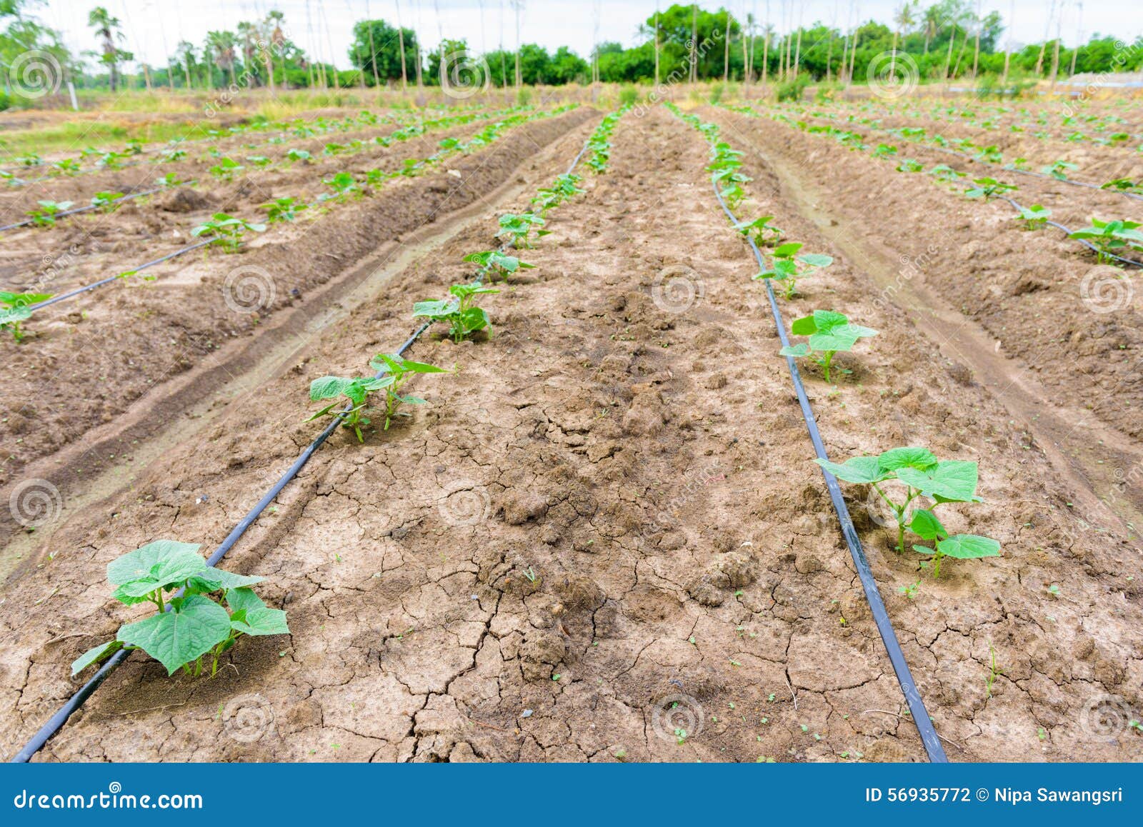 Cucumber Field Growing with Drip Irrigation System. Stock Photo Image