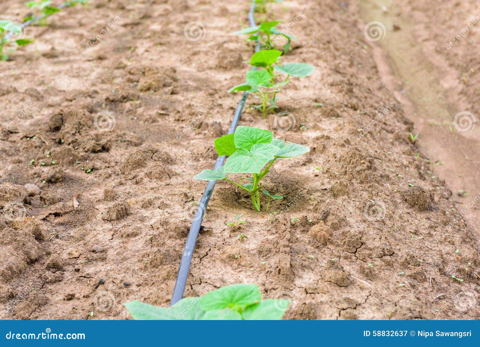 Cucumber Field Growing with Drip Irrigation System. Stock Image Image