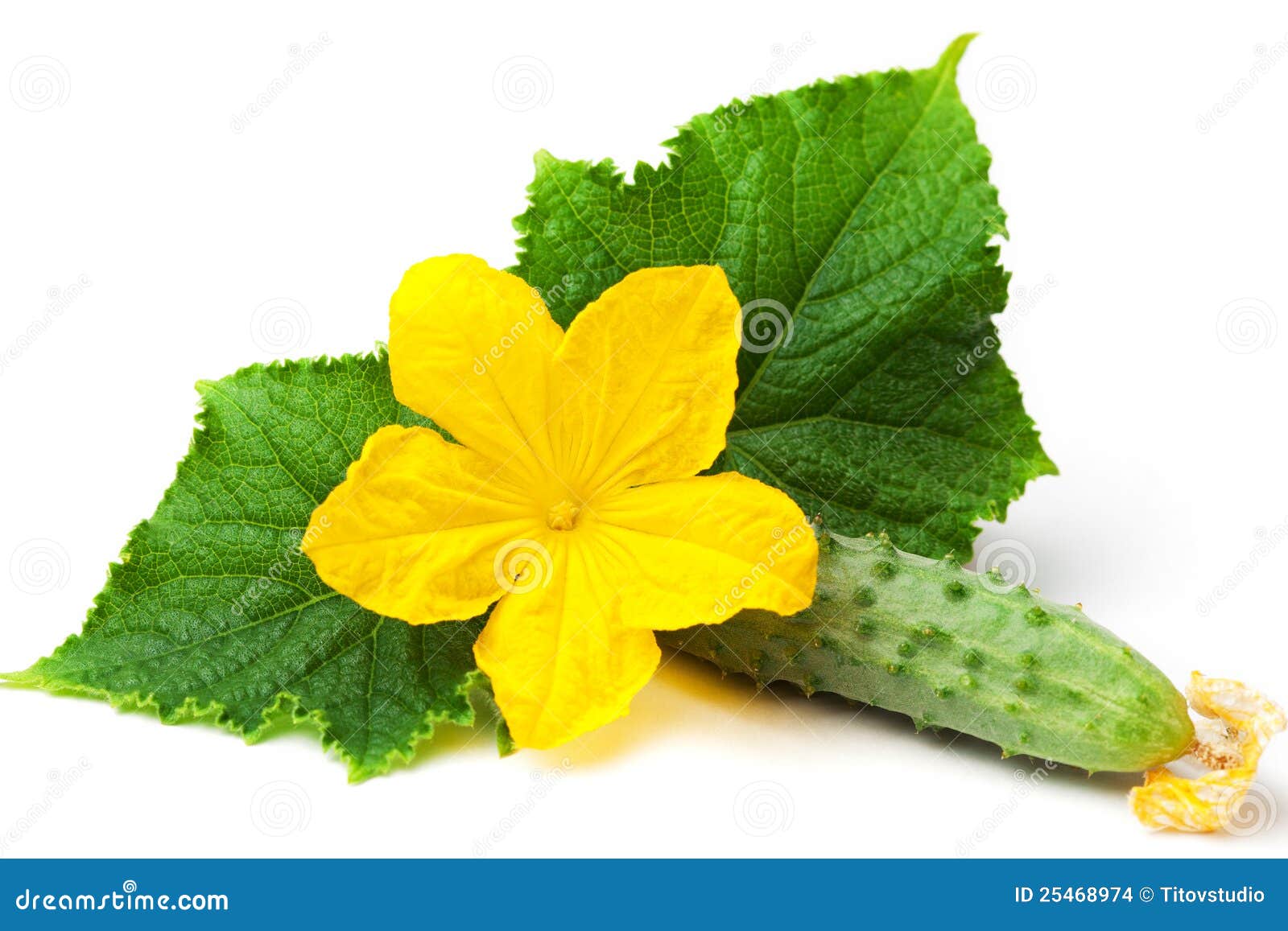 Cucumber flower sale