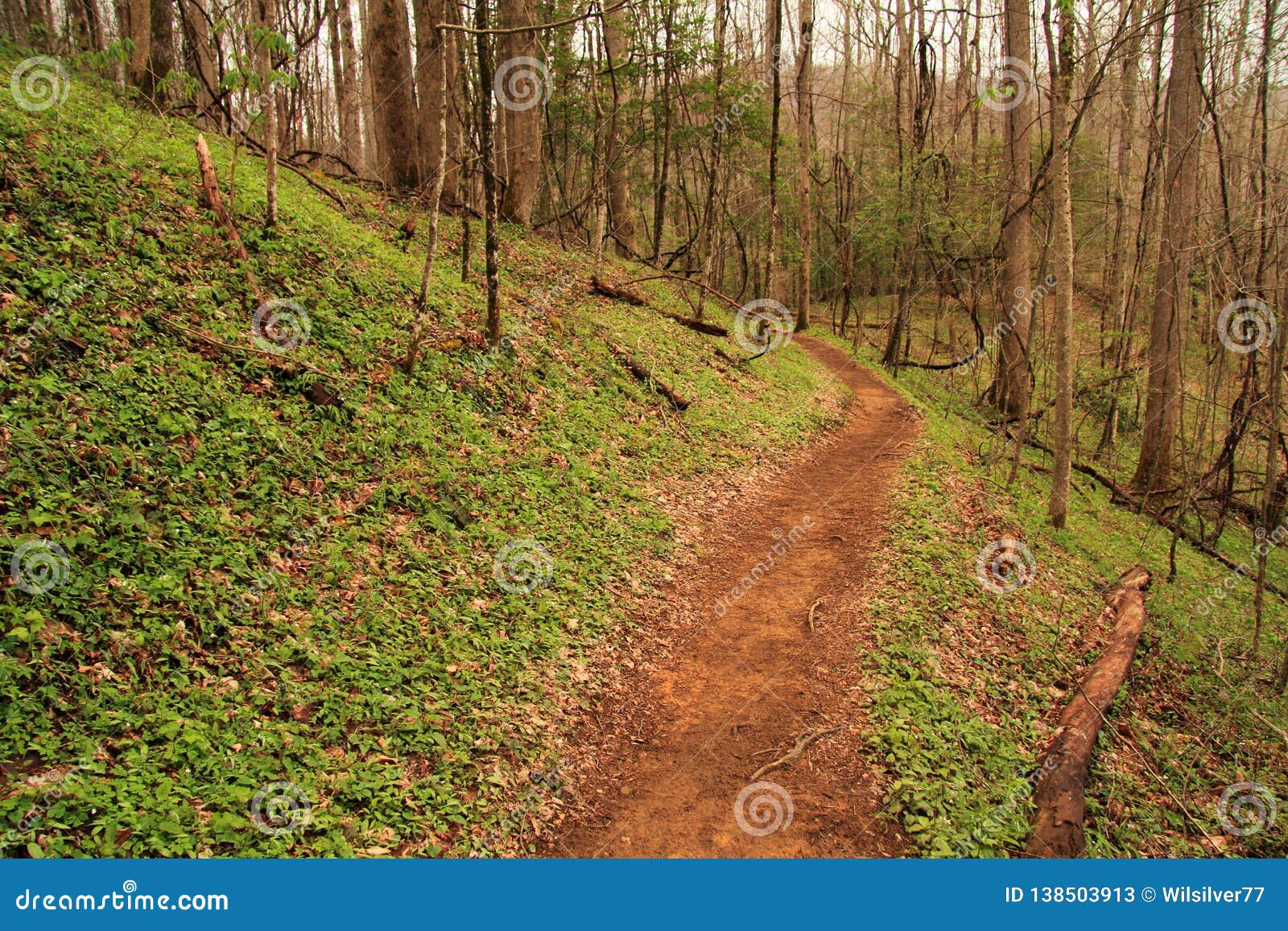 cucumber gap trail in the smokies