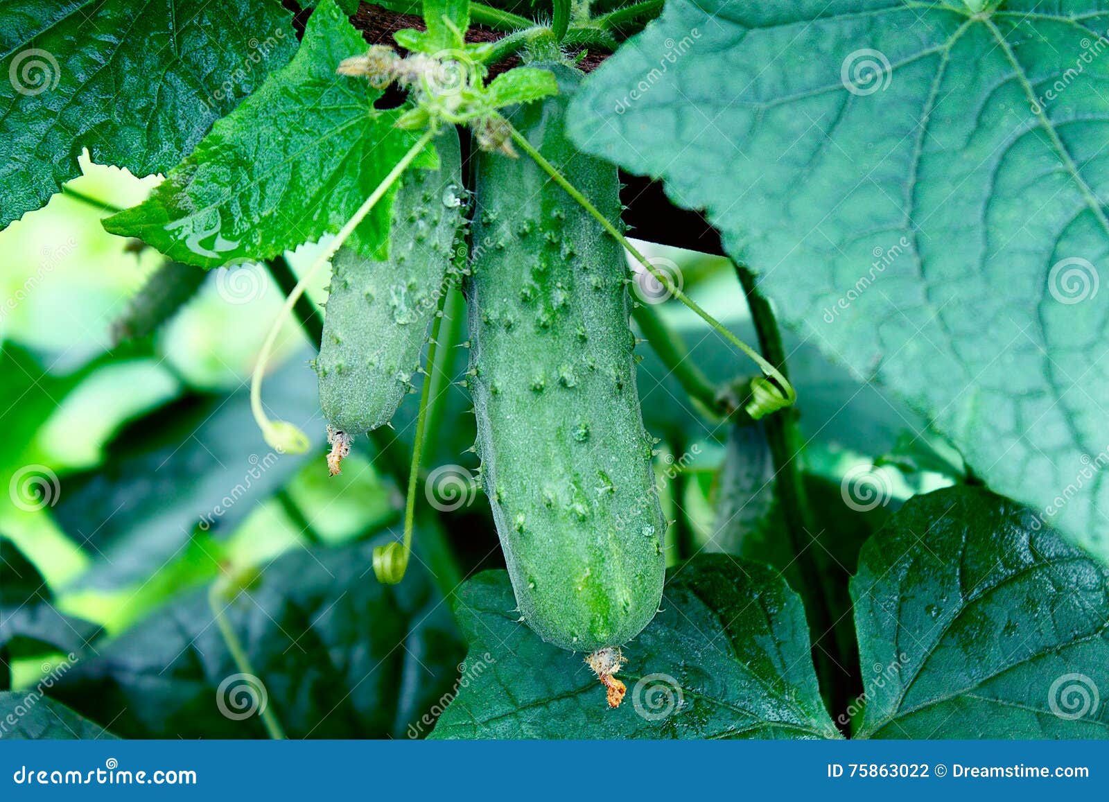 Cucumber in garden stock photo. Image of nature, closeup 75863022